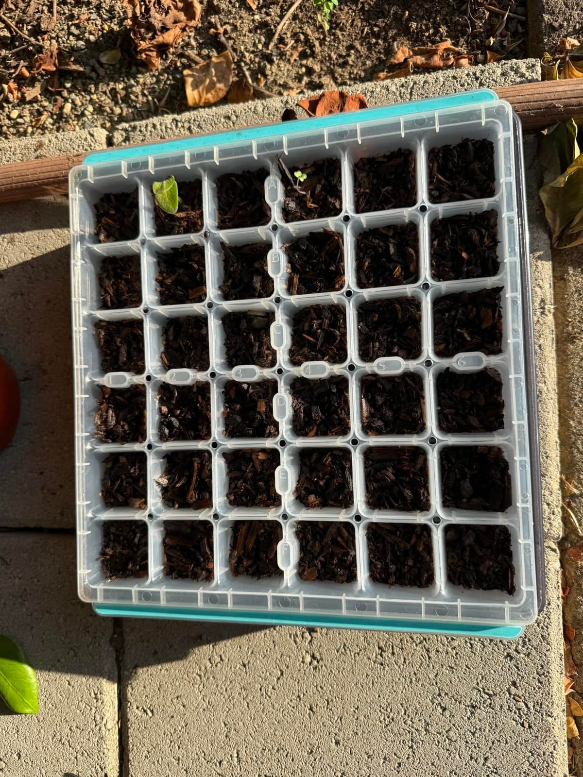 Burpee SuperSeed 36-Cell Reusable Seed Starting Tray for Indoor Seedlings customer photo 2