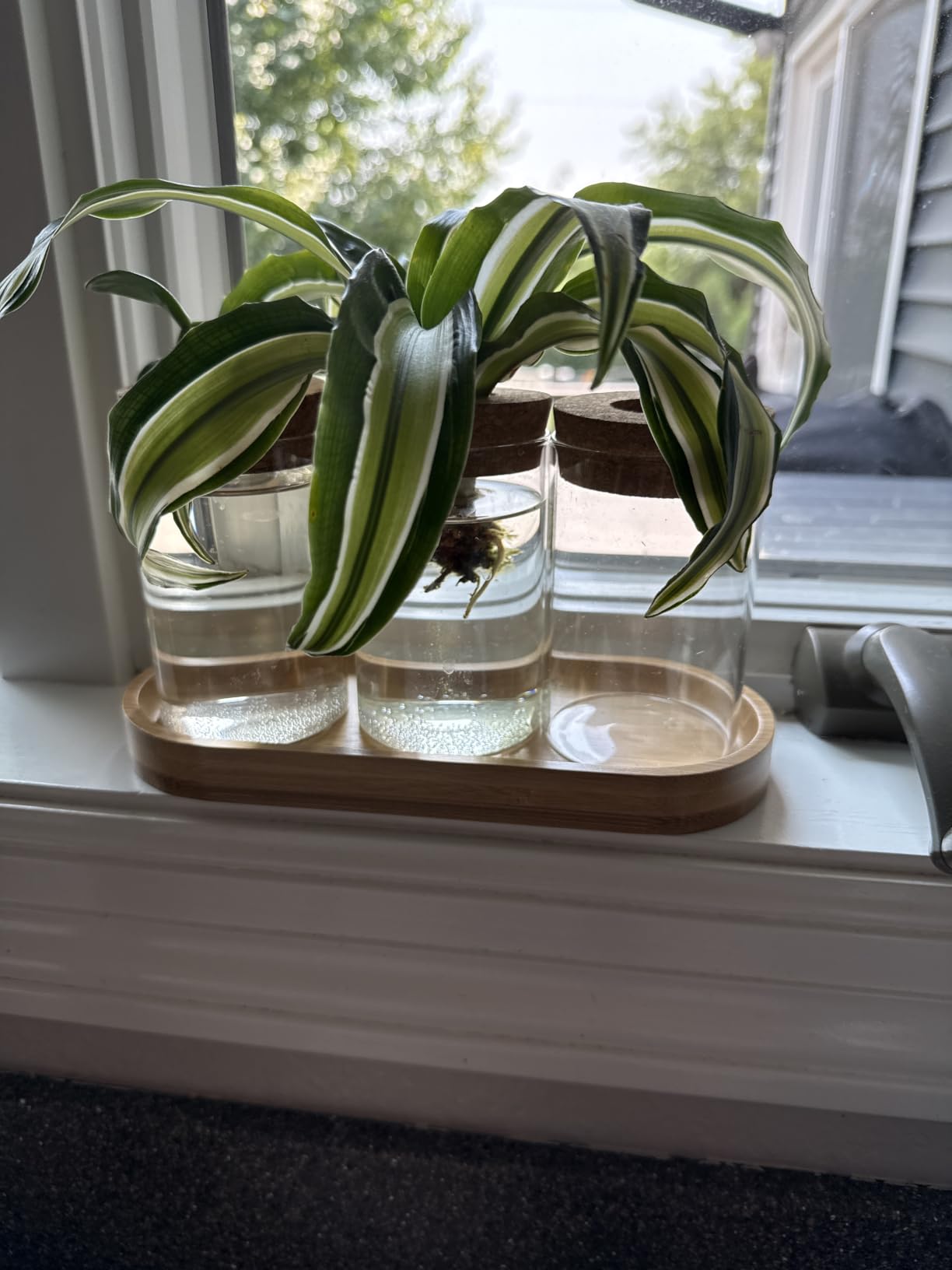 Dahey Plant Propagation Stations, 3 Pcs Glass Vases with Wooden Stand & Lid customer photo 1