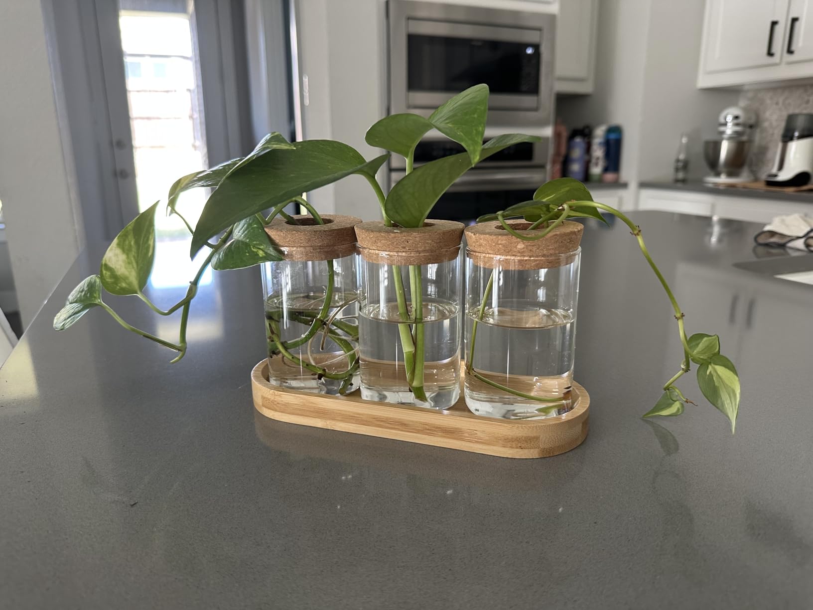 Dahey Plant Propagation Stations, 3 Pcs Glass Vases with Wooden Stand & Lid customer photo 2