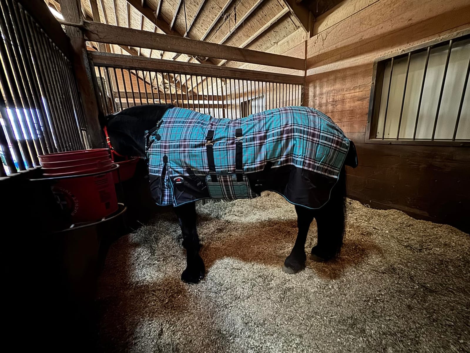 Challenger 1200D Horse Turnout Waterproof Heavy Weight Winter Blanket 5B105 customer photo 2