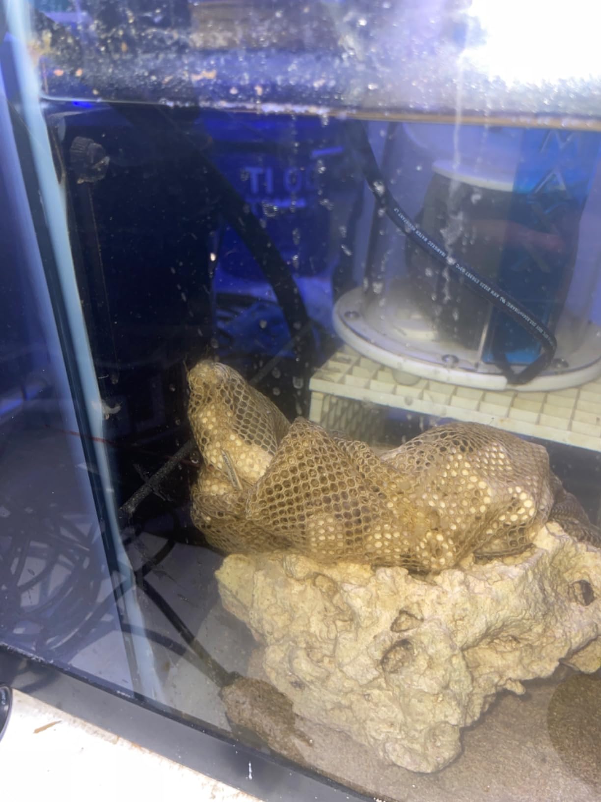 Adjustable Sump Baffle Kit - Refugium Kit for 20 Gallon Long Tank - Reef Aquarium - Saltwater Aquarium Filter System- Protein Skimmer Sump customer photo 1