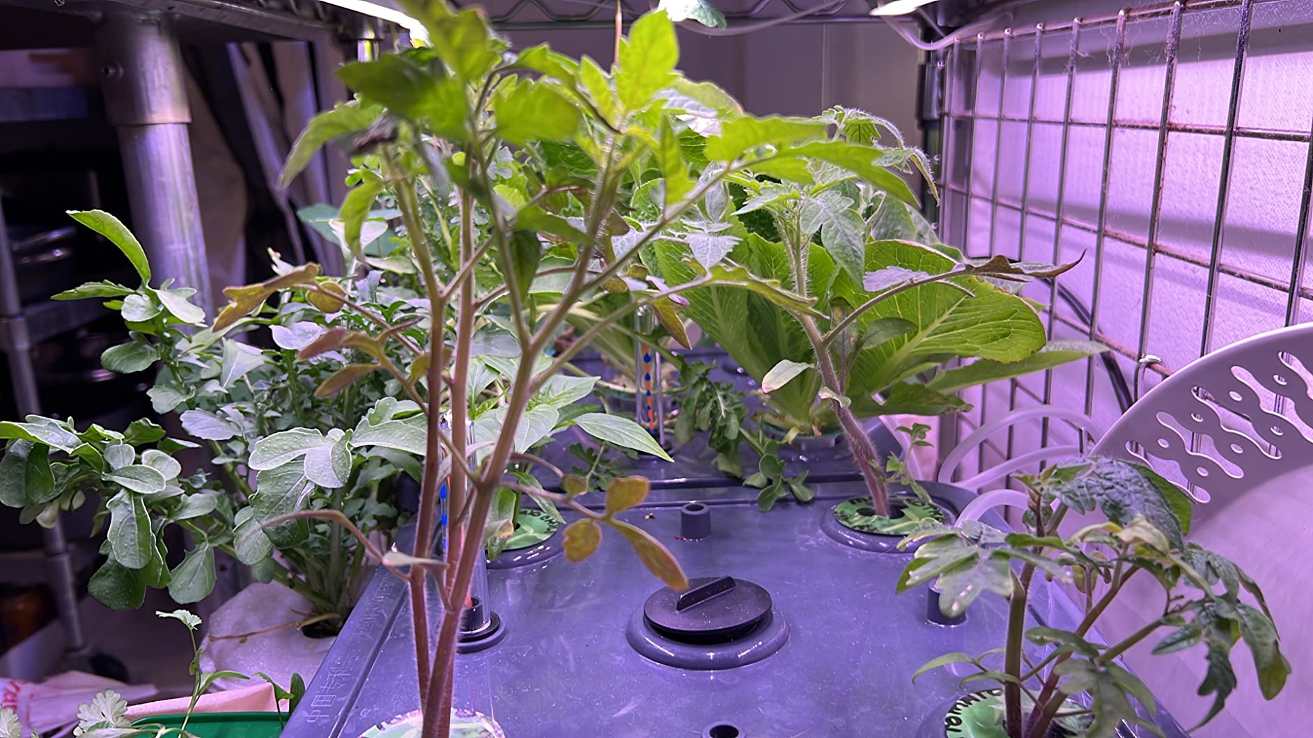 Barrina T5 Grow Light, 5000K White Full Spectrum LED Grow Light 2ft, 8 Pack customer photo 1