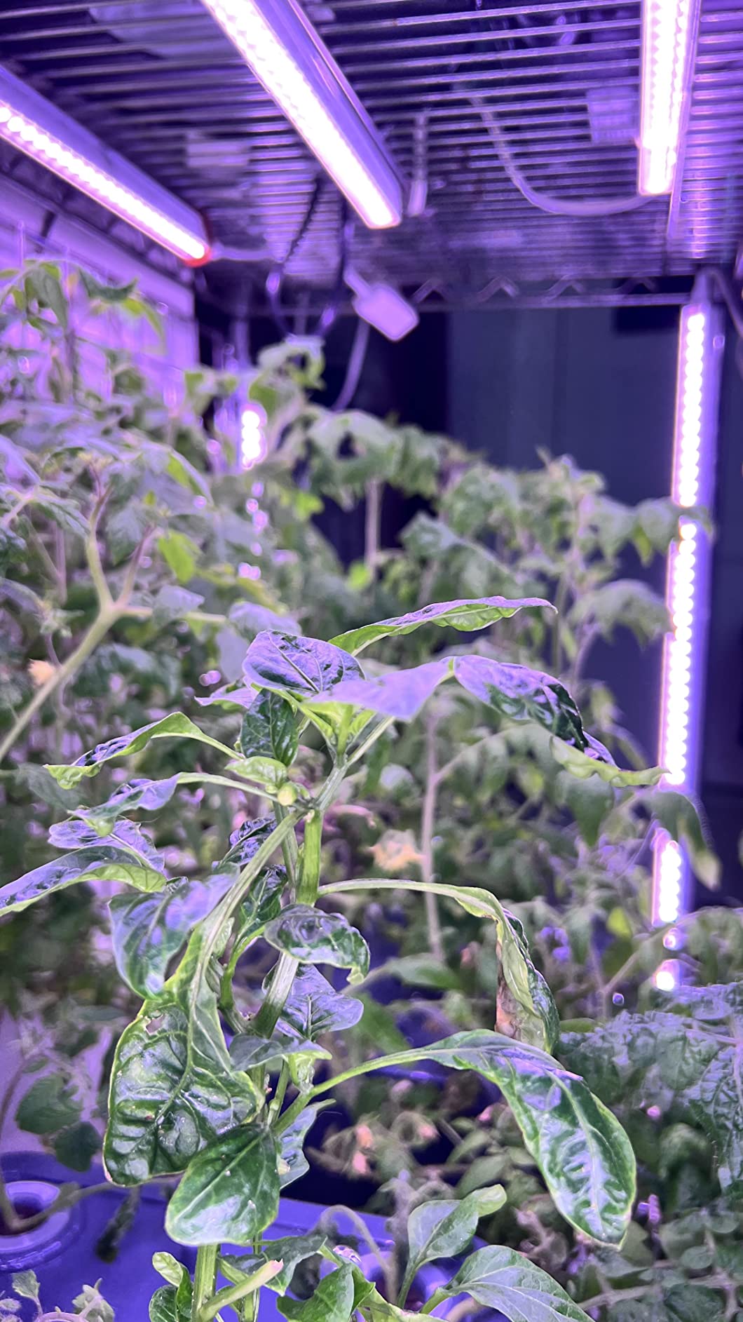 Barrina T5 Grow Light, 5000K White Full Spectrum LED Grow Light 2ft, 8 Pack customer photo 2