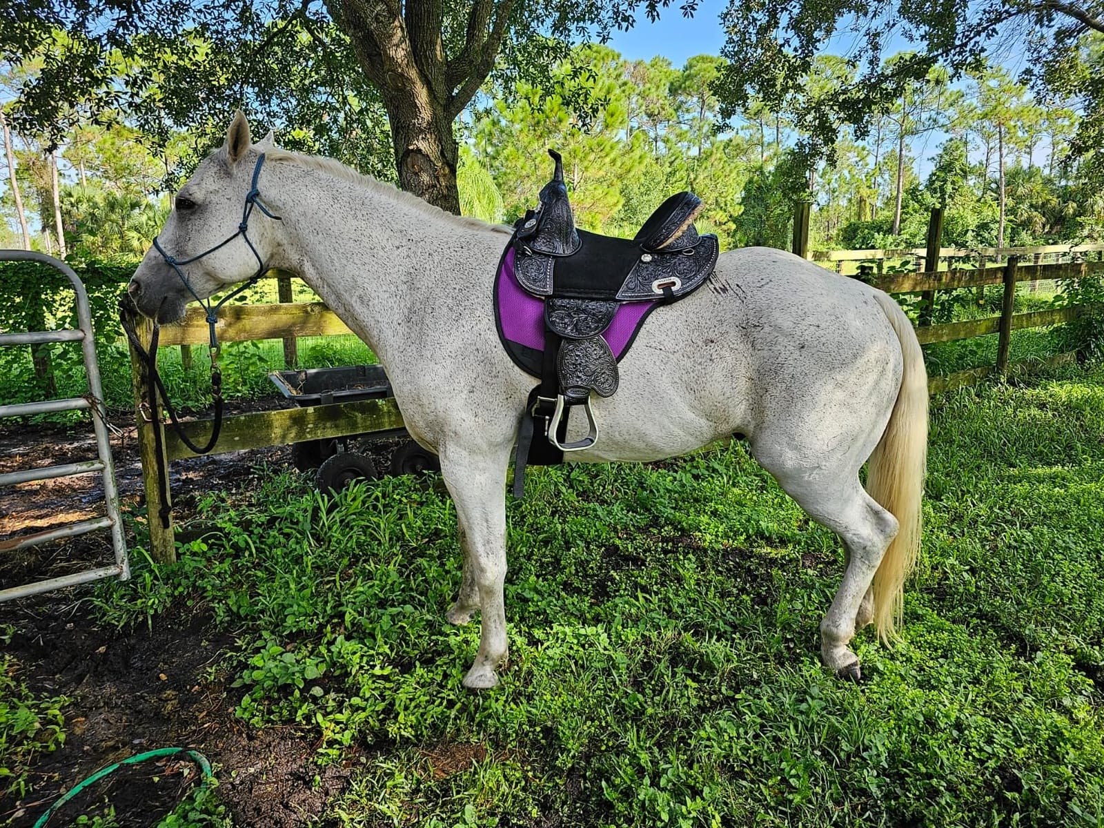 HILASON Western Horse Treeless Trail Barrel Saddle American Leather | for Horses customer photo 1