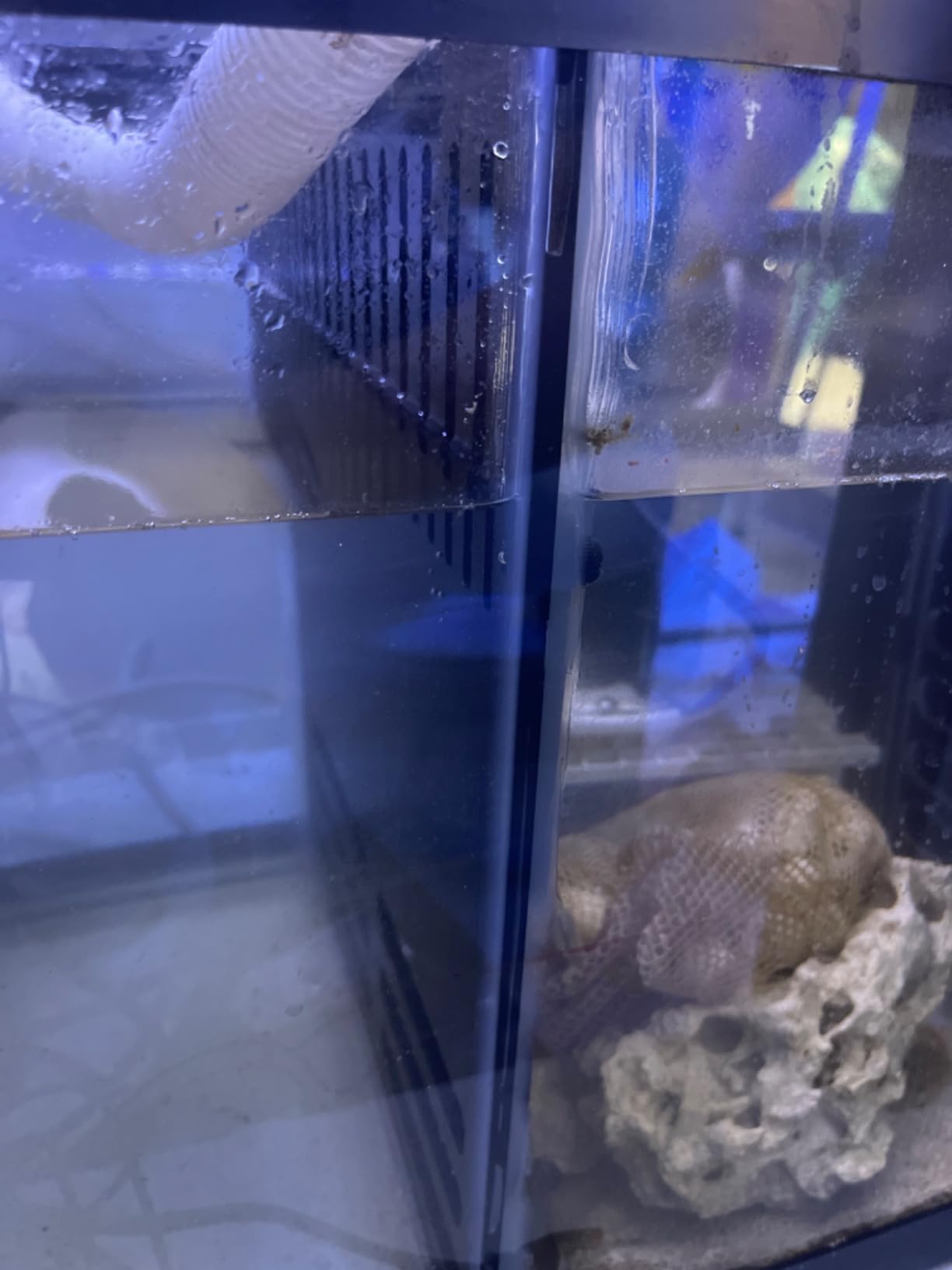 LYL LEYOULAND Adjustable Sump Baffle Kit - Refugium Kit for 40 Gallon Breeder Tank - Reef Aquarium - Saltwater Aquarium Filter System- Protein Skimmer Sump customer photo 1