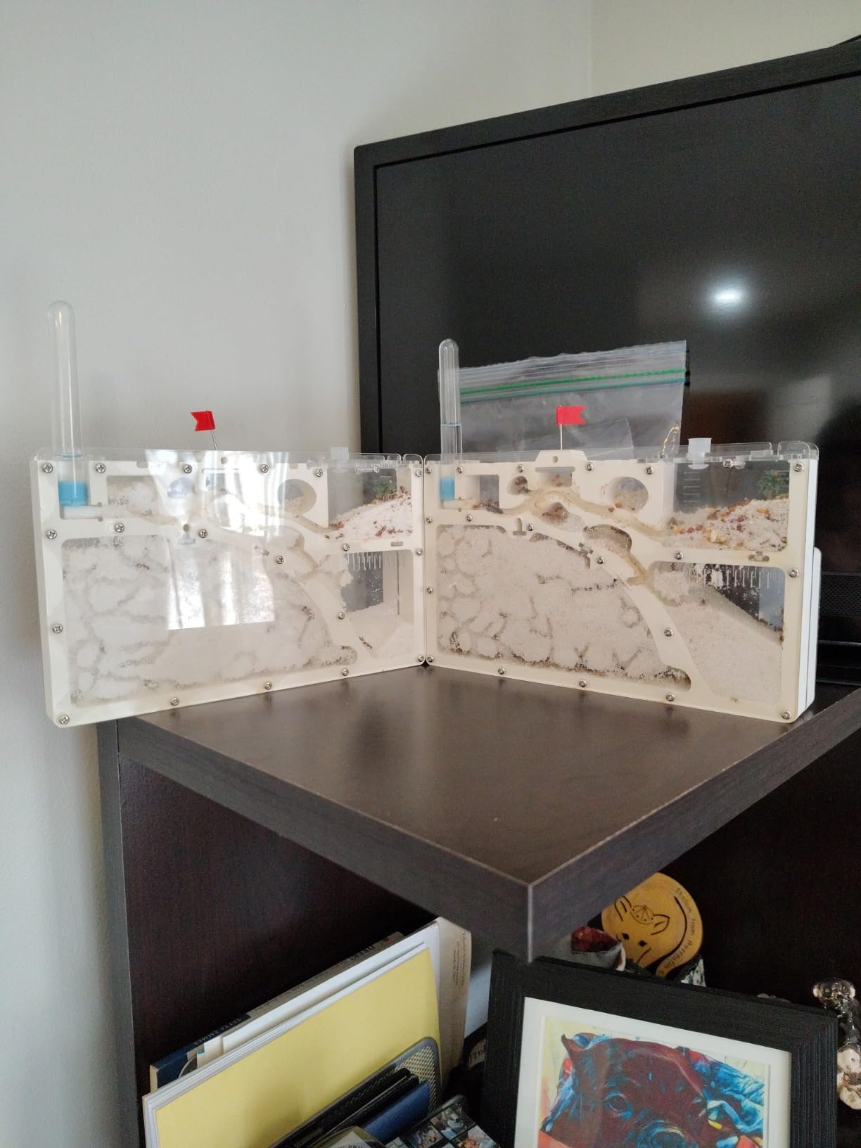 Ant Farm Kit for Kids, Large Ant Farm with Sand, Ant Colony Observation Kit customer photo 1