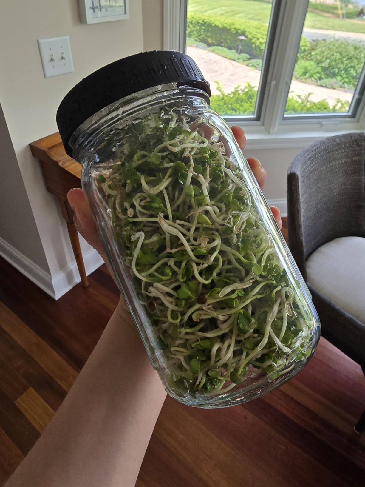 Kitmiido Seed Sprouting Kit, 2 Large Wide Mouth Mason Jars with Sprout Lids, Blackout Sleeves, Drain Tray, Stainless Steel Stand, Sprouts Growing Kit for Bean, Broccoli, Alfalfa (Yellow+Green) customer photo 2