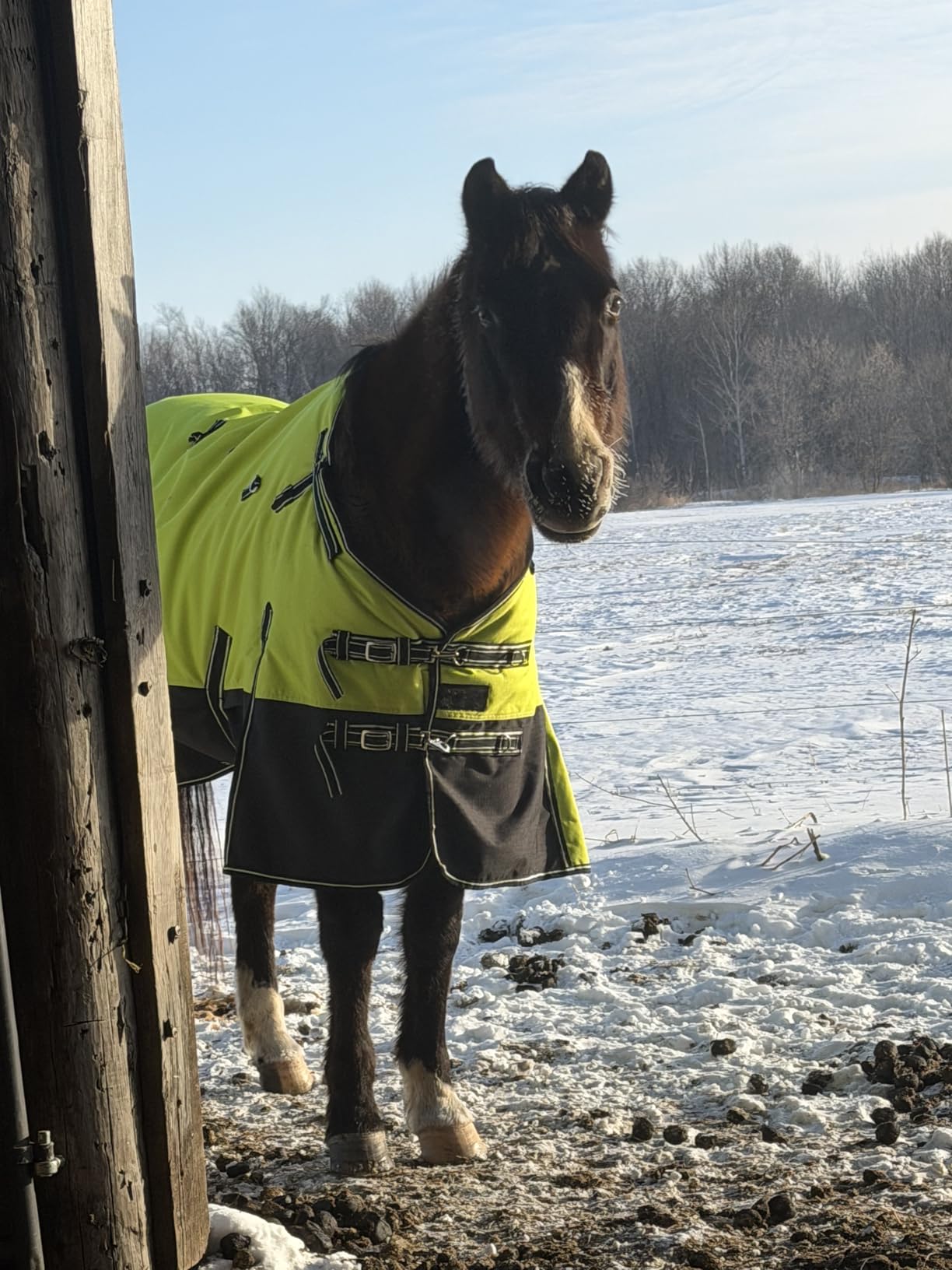 HILASON 1200D Waterproof Winter Horse Turnout Blanket Black 84 customer photo 1