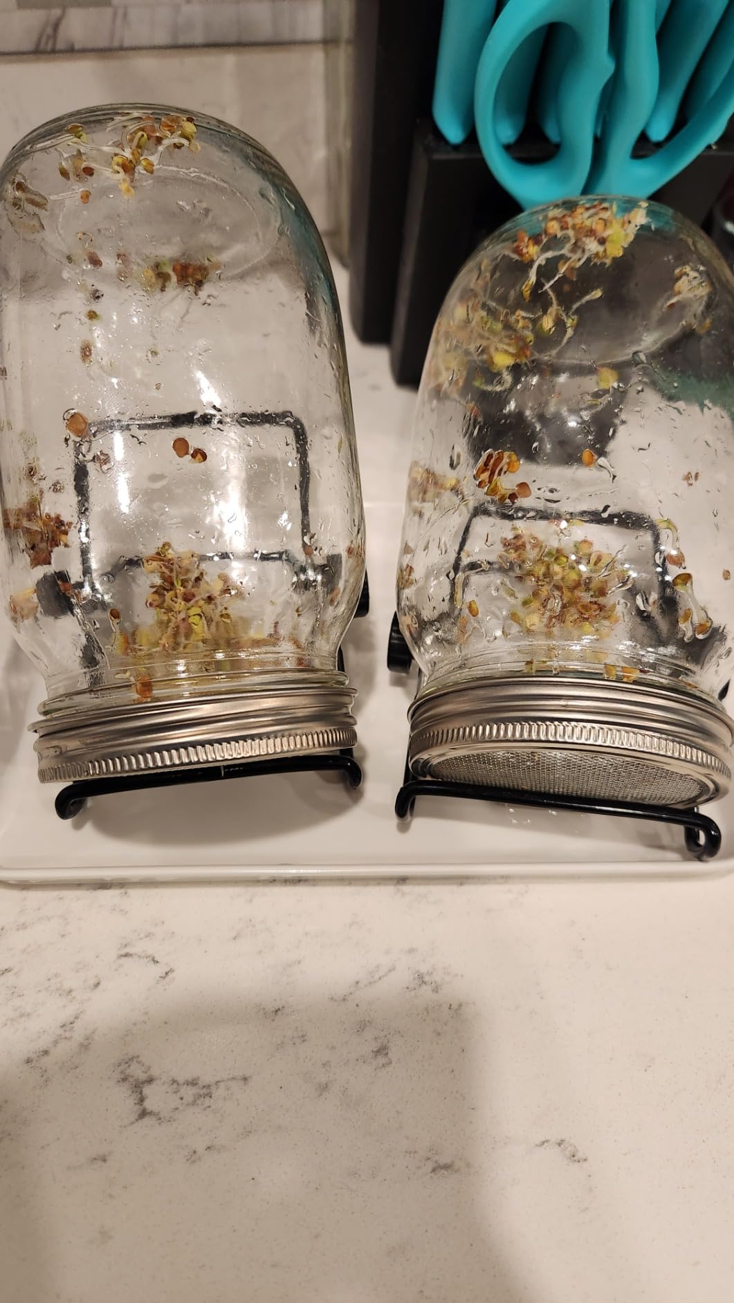 Kikerike Seed Sprouting Jar Kit with 2 Wide Mouth Mason Jars Bean Sprouts Growing Kit Microgreens Growing Jar with Mesh Screen Lids Sprouter Sprouts Maker for Growing Broccoli, Alfalfa, Mung Bean customer photo 1