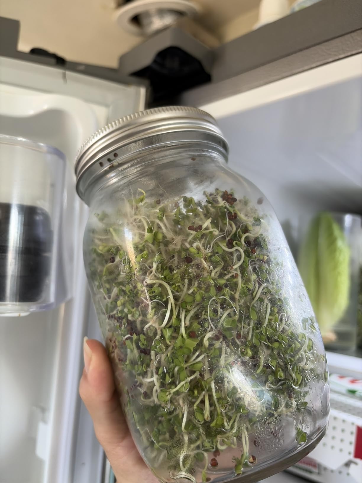 Kikerike Seed Sprouting Jar Kit with 2 Wide Mouth Mason Jars Bean Sprouts Growing Kit Microgreens Growing Jar with Mesh Screen Lids Sprouter Sprouts Maker for Growing Broccoli, Alfalfa, Mung Bean customer photo 2