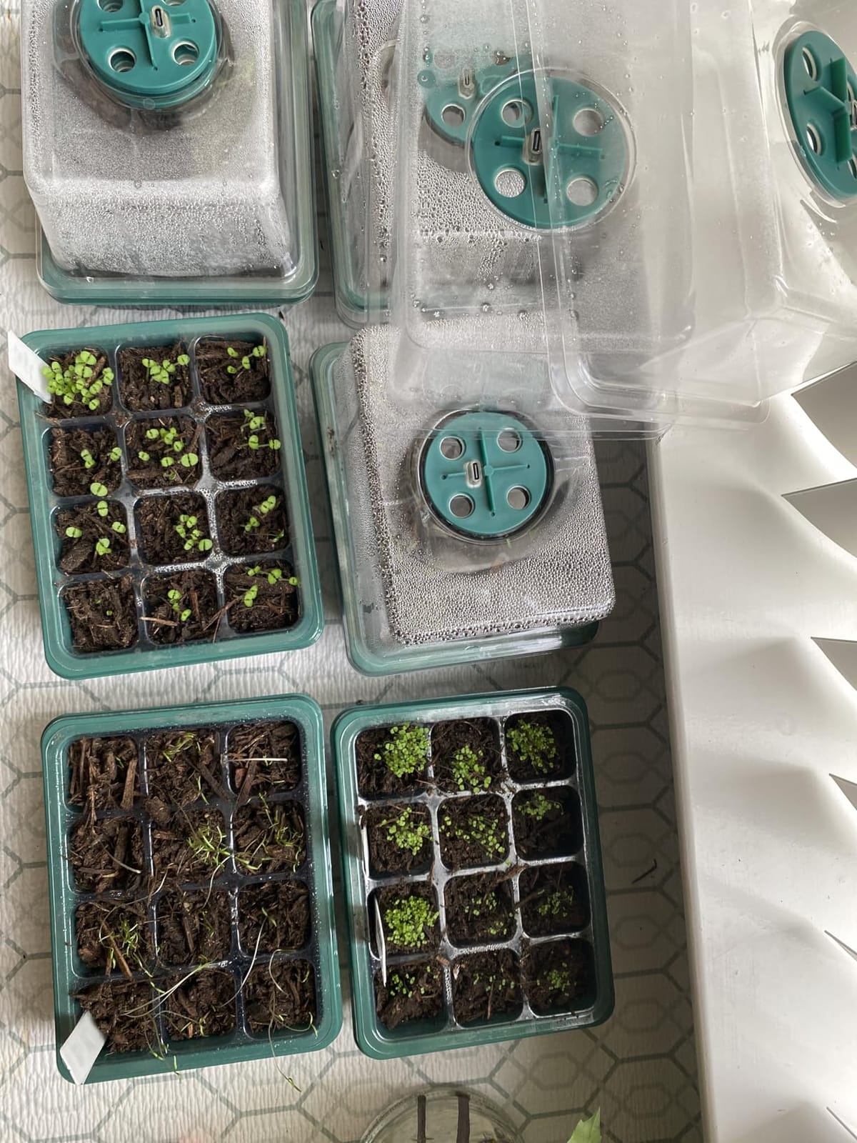 YAUNGEL Seed Starter Tray with Grow Light, 6 Pack Seed Starter Kit with Timing Controller Adjustable Brightness, Thicken Seedling Starter Trays with Humidity Domes Heightened Lids, Gift Box customer photo 2