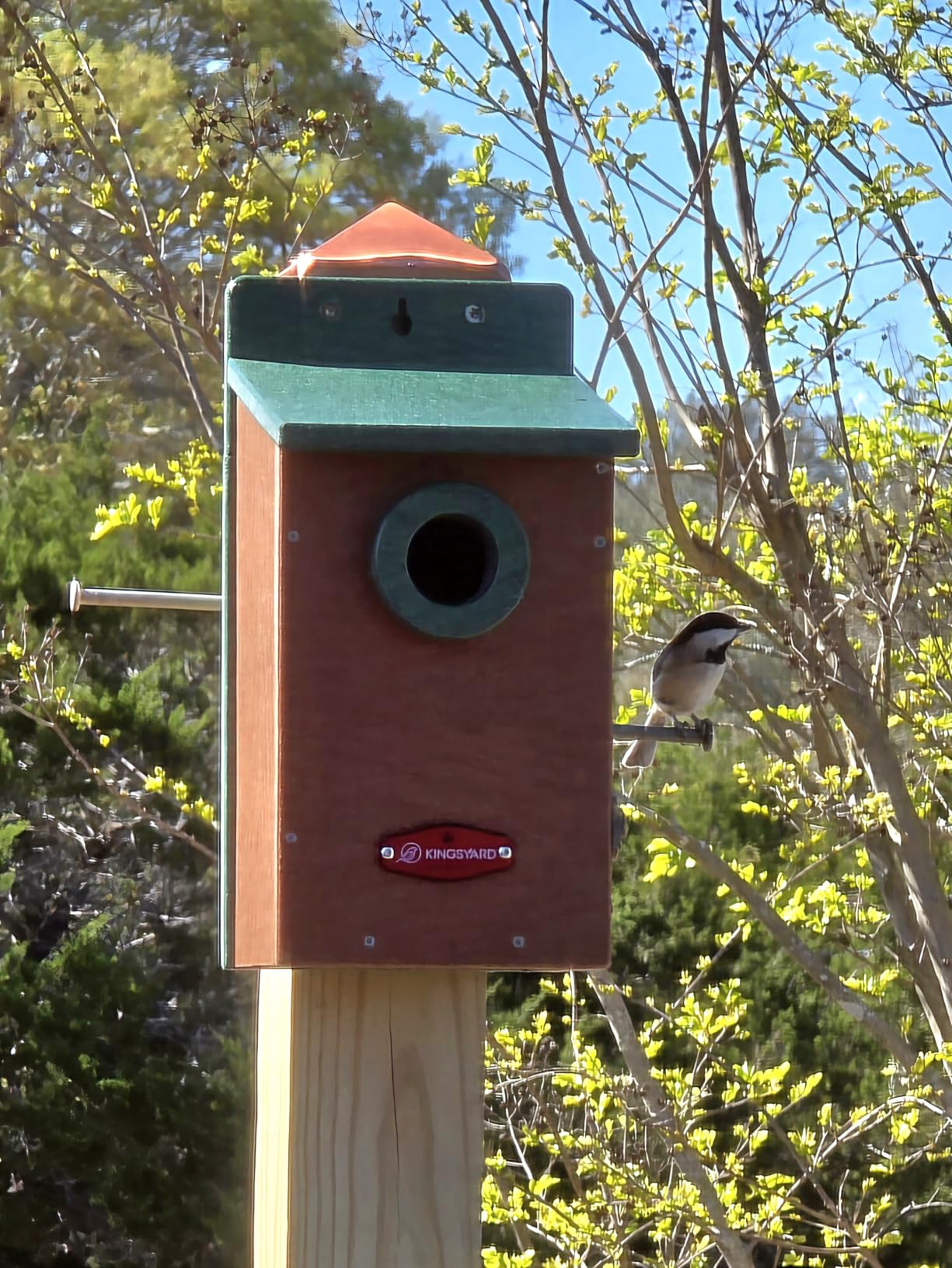 Kingyard Bluebird House, Outdoor Bird House with Predator Guard | Recycled poly lumber nesting box with a 1.5-inch entrance hole, clear viewing panel, bottom ventilation holes customer photo 1