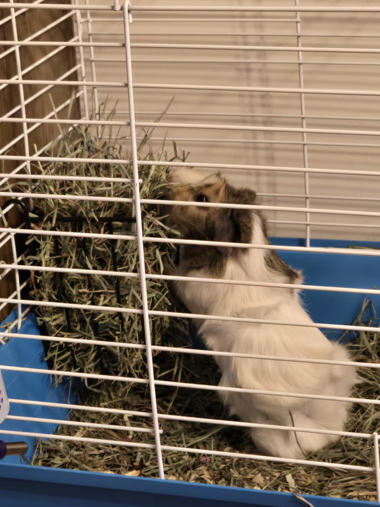 Guinea Pig Hay Feeder,Rabbit Hay Feeder with Heavy-Duty Metal Frame Hay Holder,for Bunny, Guinea Pigs,Chinchillas-6.9x4.7x6.6 inch customer photo 1