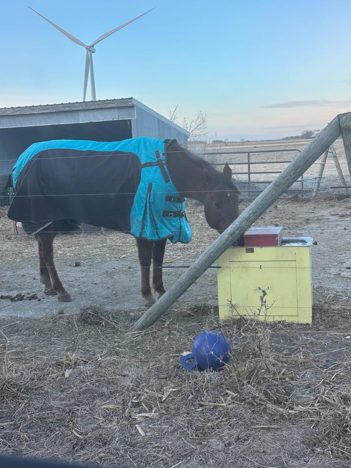 1200D Horse Turnout Blanket Waterproof, Breathable, Heavy-Weight Winter Blanket with 300g Fill, Ripstop Outer Shell customer photo 2