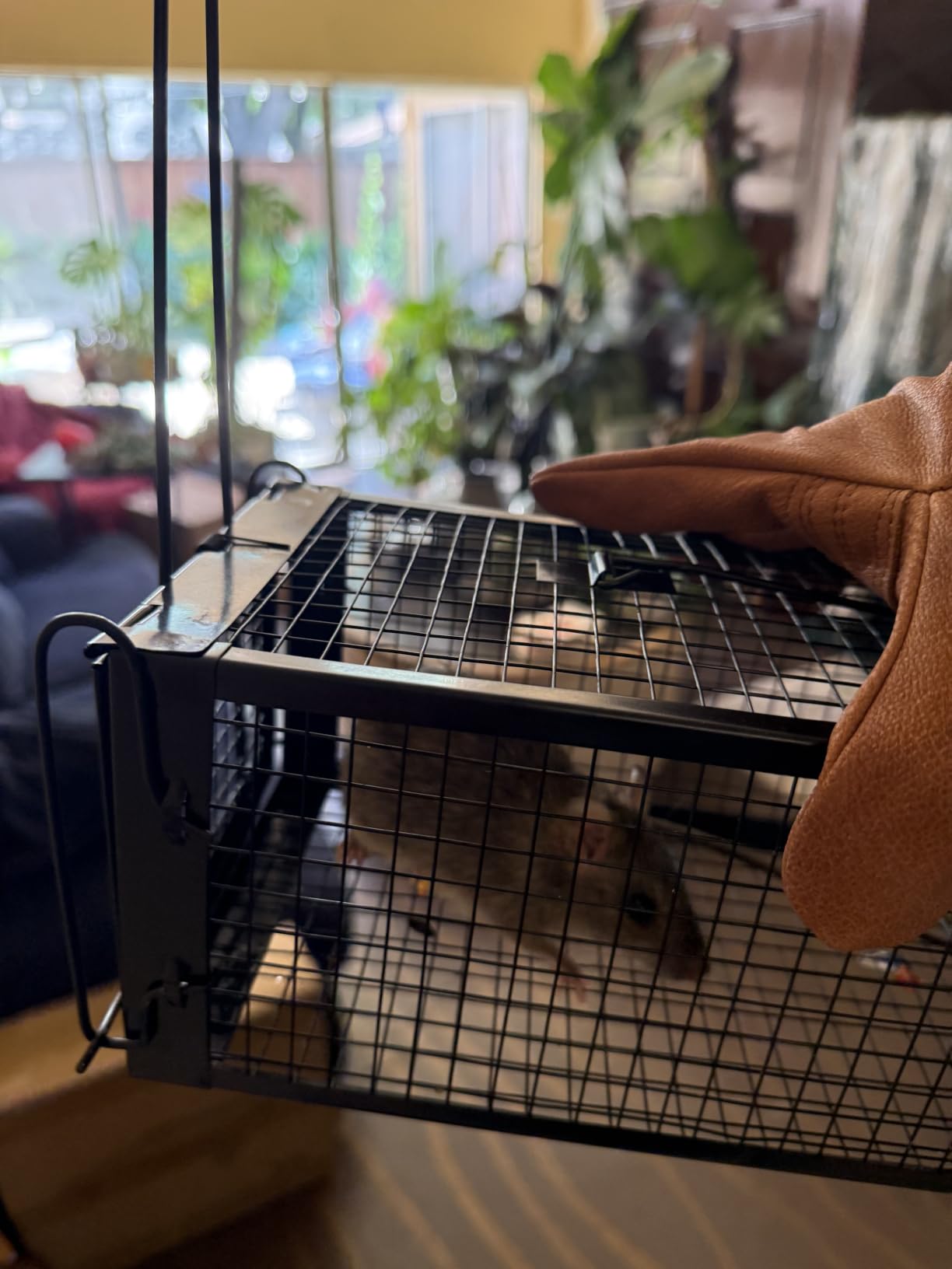 2-Pack Rat Traps Humane Live Mouse Vole Chipmunk Trap Cage (Black) customer photo 1