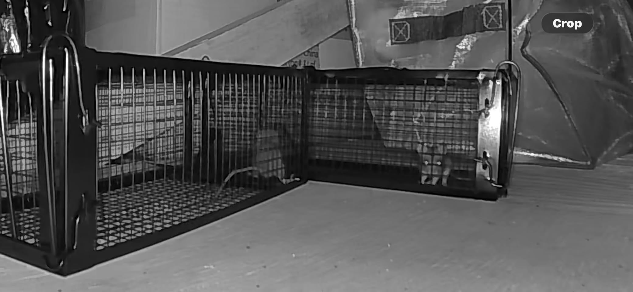 2-Pack Rat Traps Humane Live Mouse Vole Chipmunk Trap Cage (Black) customer photo 2