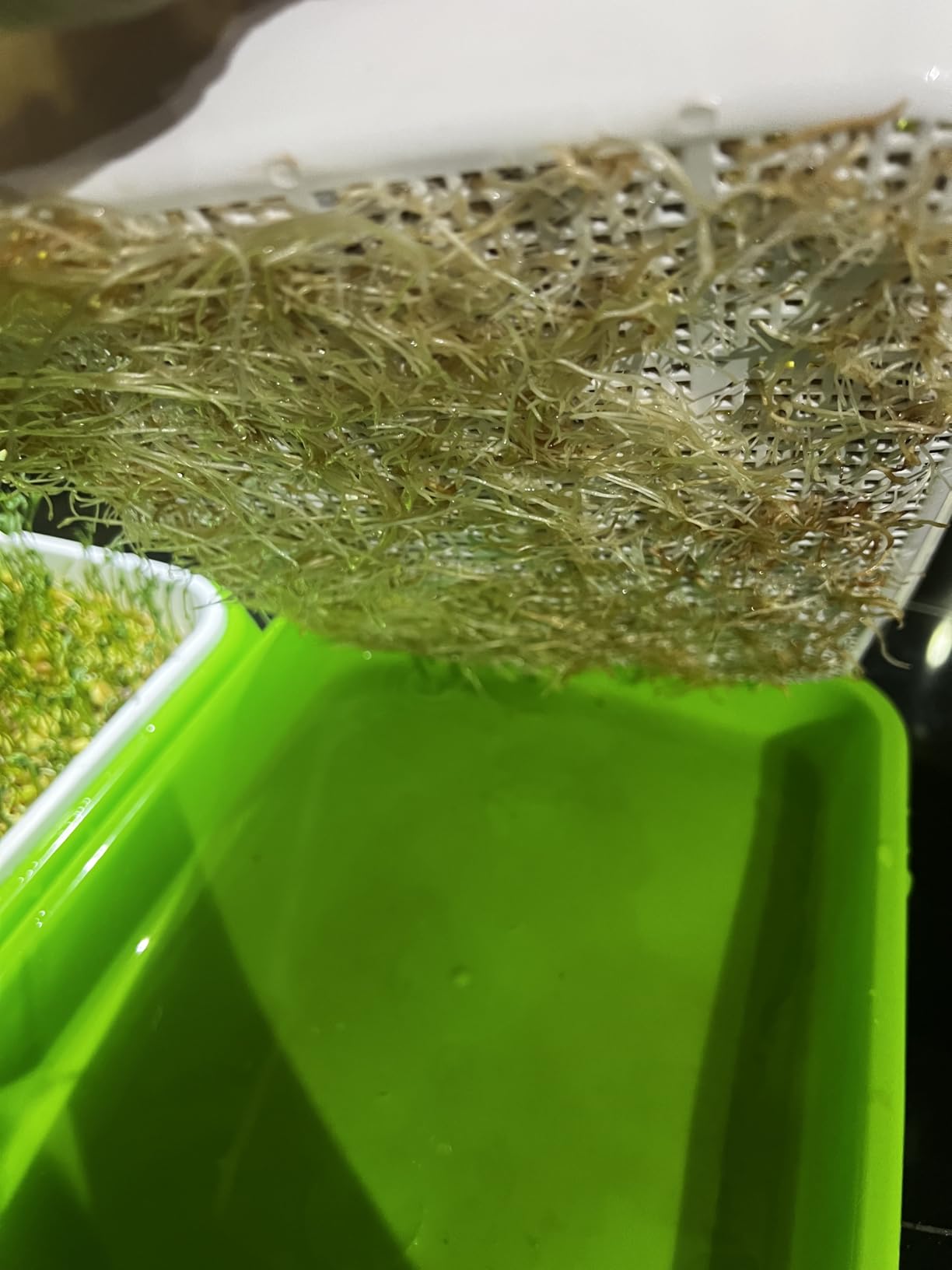Legigo 10 Pack Seed Sprouter Trays, Microgreens Growing Trays Kit customer photo 1
