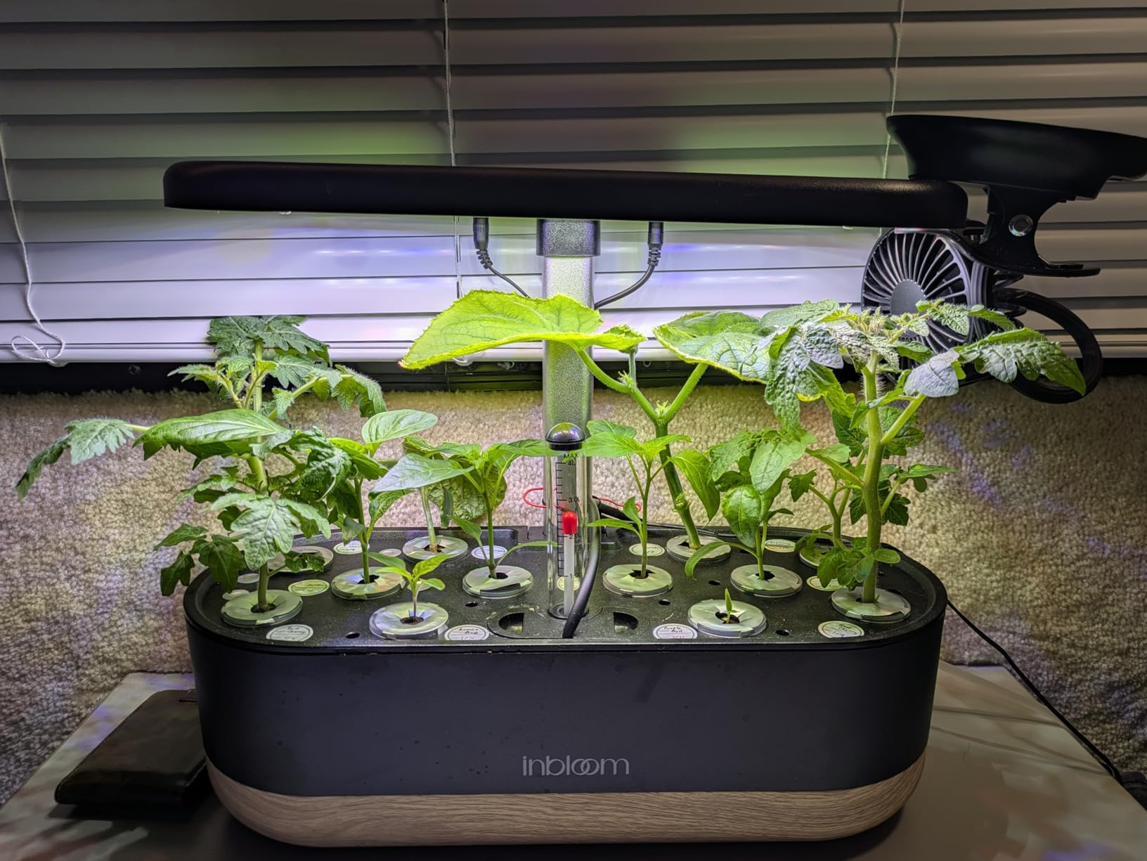inbloom Hydroponics Growing System 12 Pods, Indoor Herb Garden with LEDs Full-Spectrum Plant Grow Light, Water Shortage Alarm, Automatic Timer, Height Adjustable,Gardening Gifts for Women, White customer photo 1