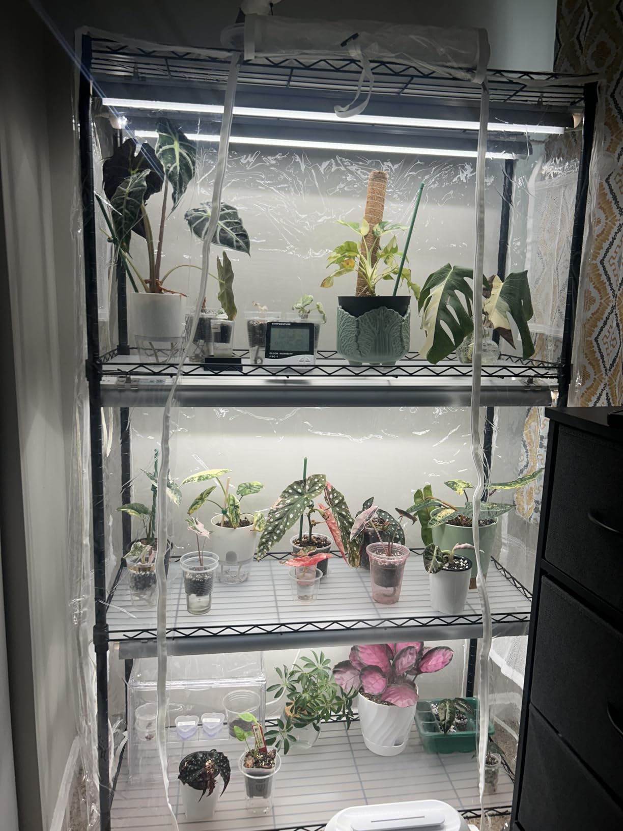 Barrina CX5Z Indoor Greenhouse with Grow Light, 180W, 4-Tier 35.4x13.8x59IN customer photo 1