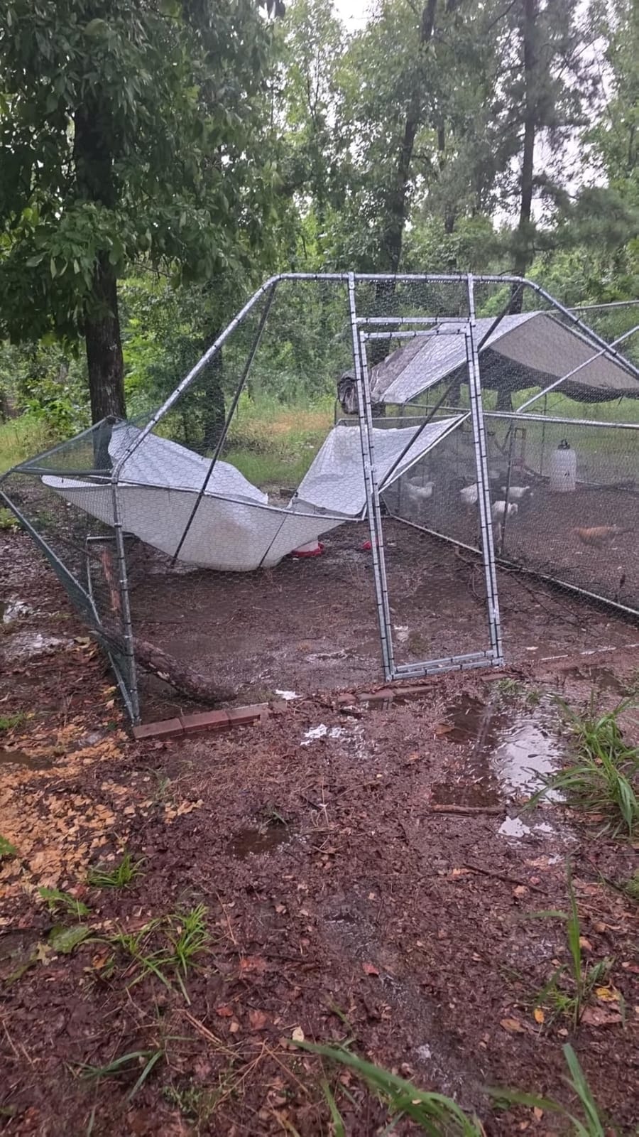 CHIKENCOOP 9.8 x 6.5 x 6.5 ft Metal Chicken Coop, Chicken Run with Cover customer photo 1