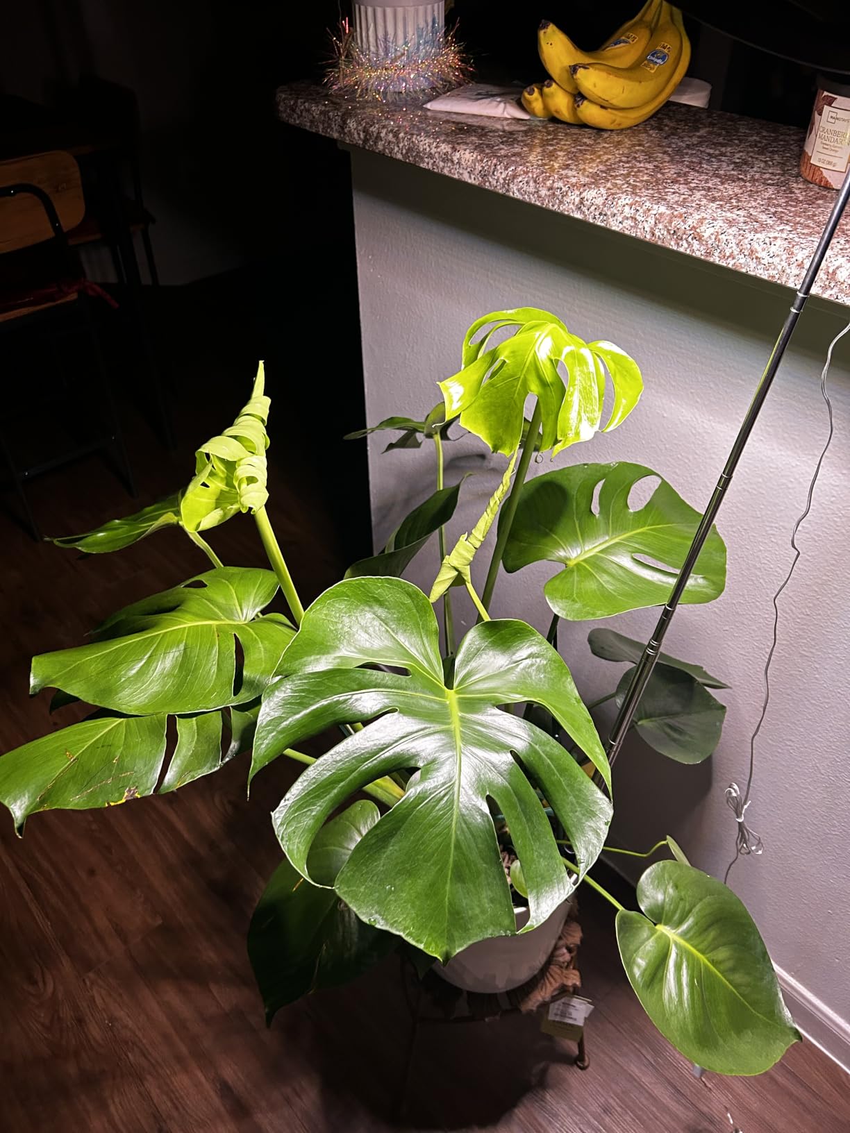 Plant Grow Light,yadoker LED Growing Light Full Spectrum for Indoor Plants,Height Adjustable, Automatic Timer, 5V Low Safe Voltage,Idea for Large Plant Light customer photo 1