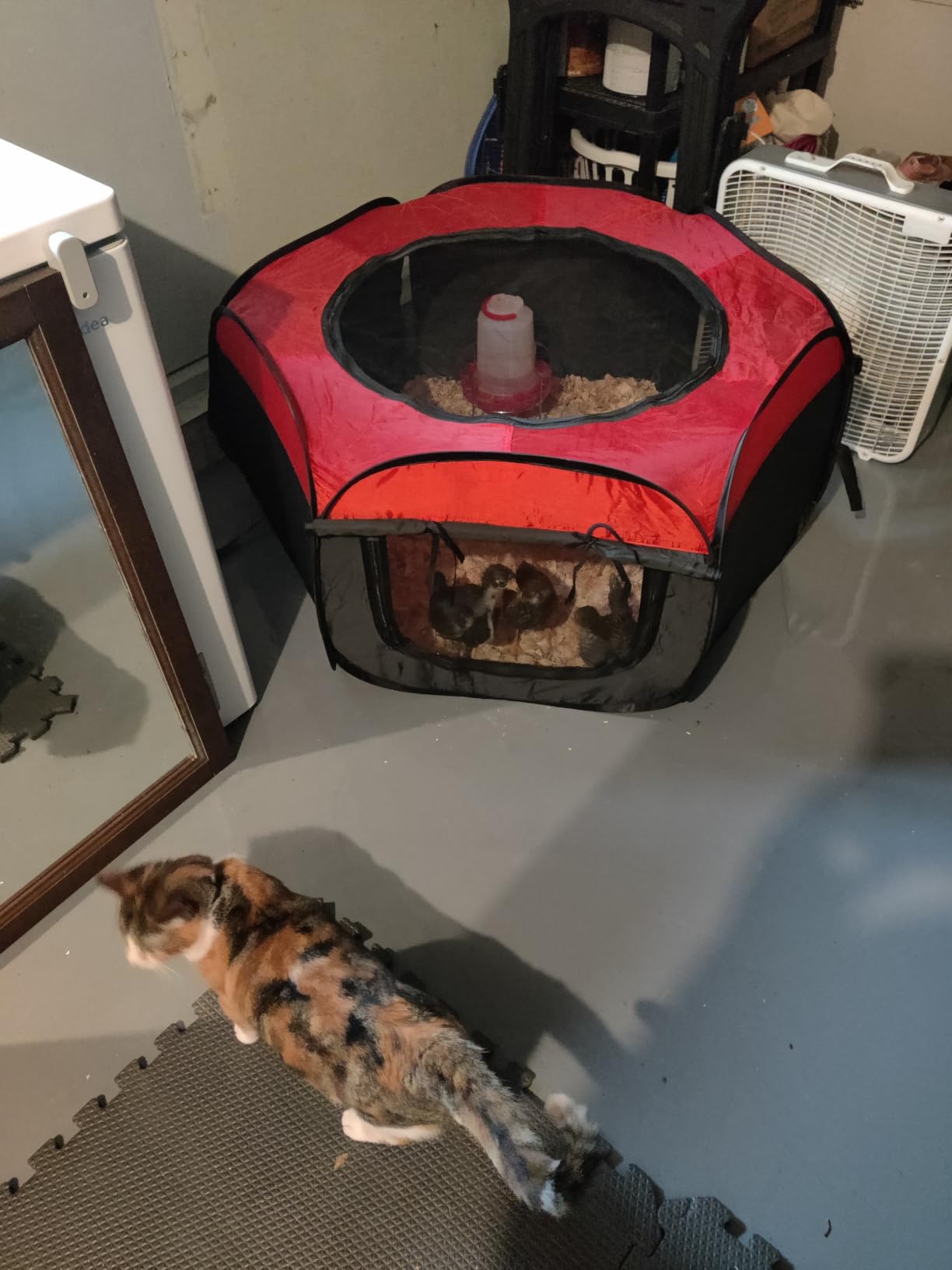 Tetuga Brooder Box for Chick Starter Kit with 10x 12” Brooder Heating Plate customer photo 1