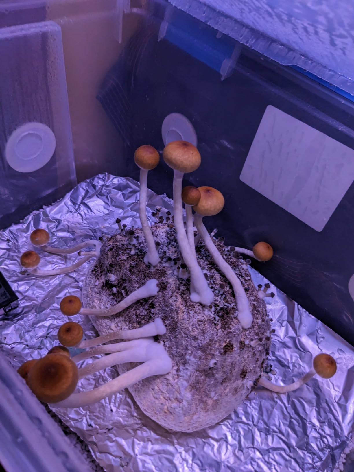 | The Magical 5lb All-in-One Mushroom Grow Bag | Mushroom Grow Kit | Harvest Your own Happiness | Discover the Magic of Growing Mushrooms - 5lb Grow Bag Mushroom Starter Kit customer photo 2