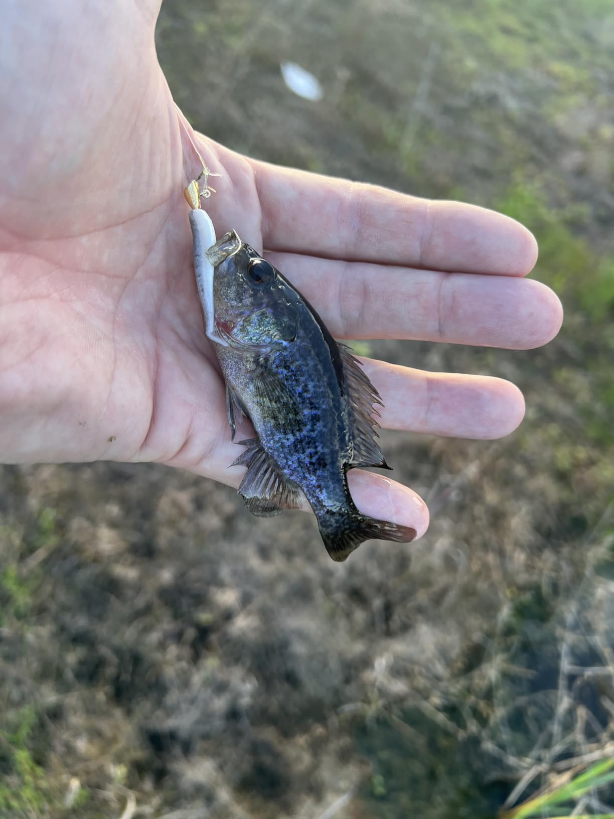 Berkley Gulp! Alive! Minnow Fishing Soft Bait customer photo 2