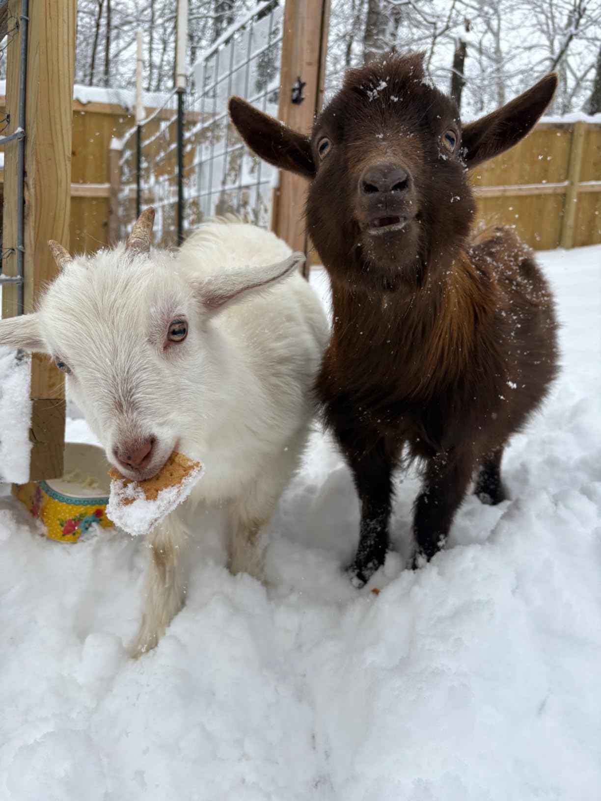 2 in 1 Hay Feeder Goat 22 Gallon customer photo 2