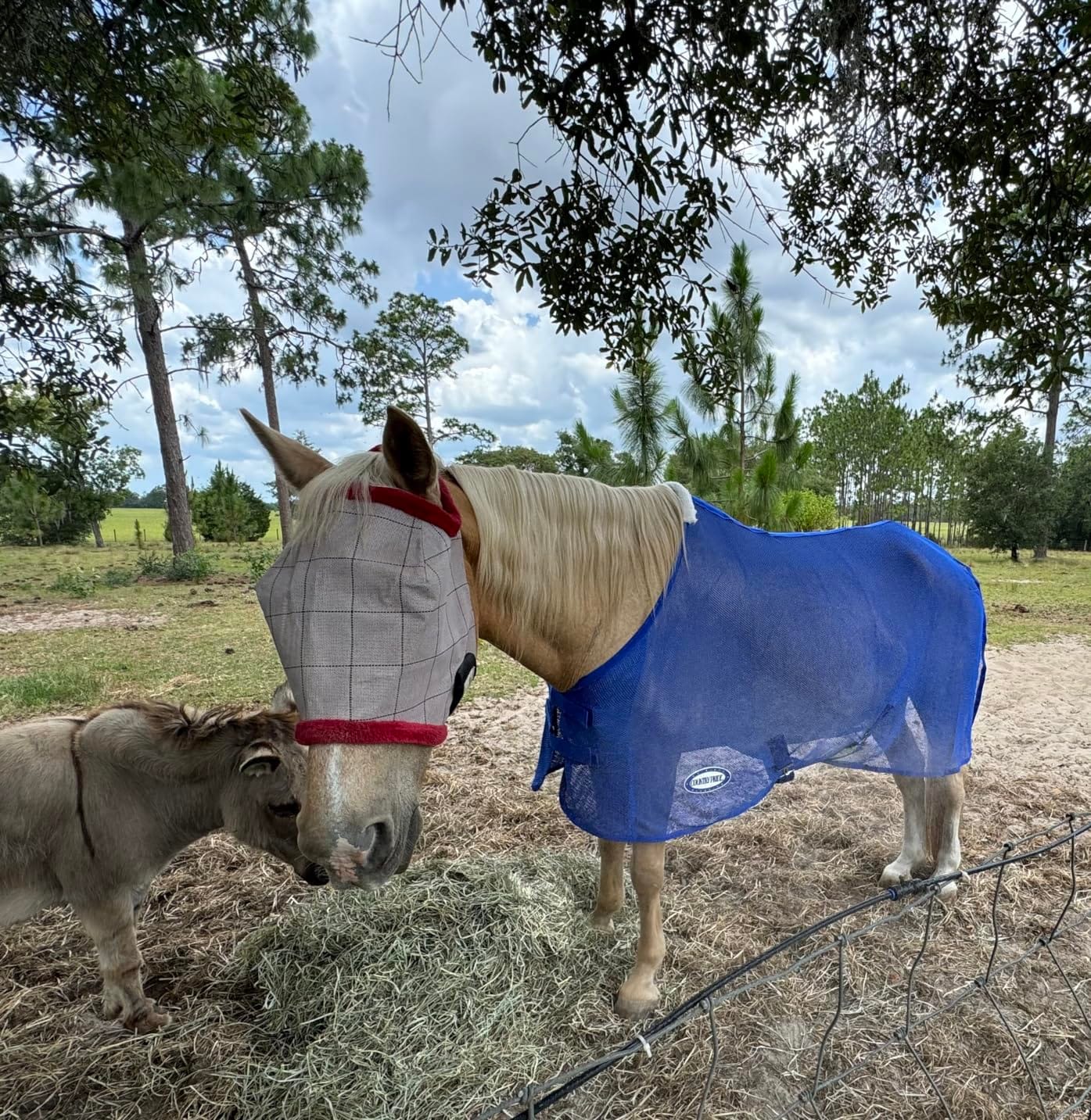Country Pride Lightweight Fly Sheet Scrim, Blue, Large 78-80