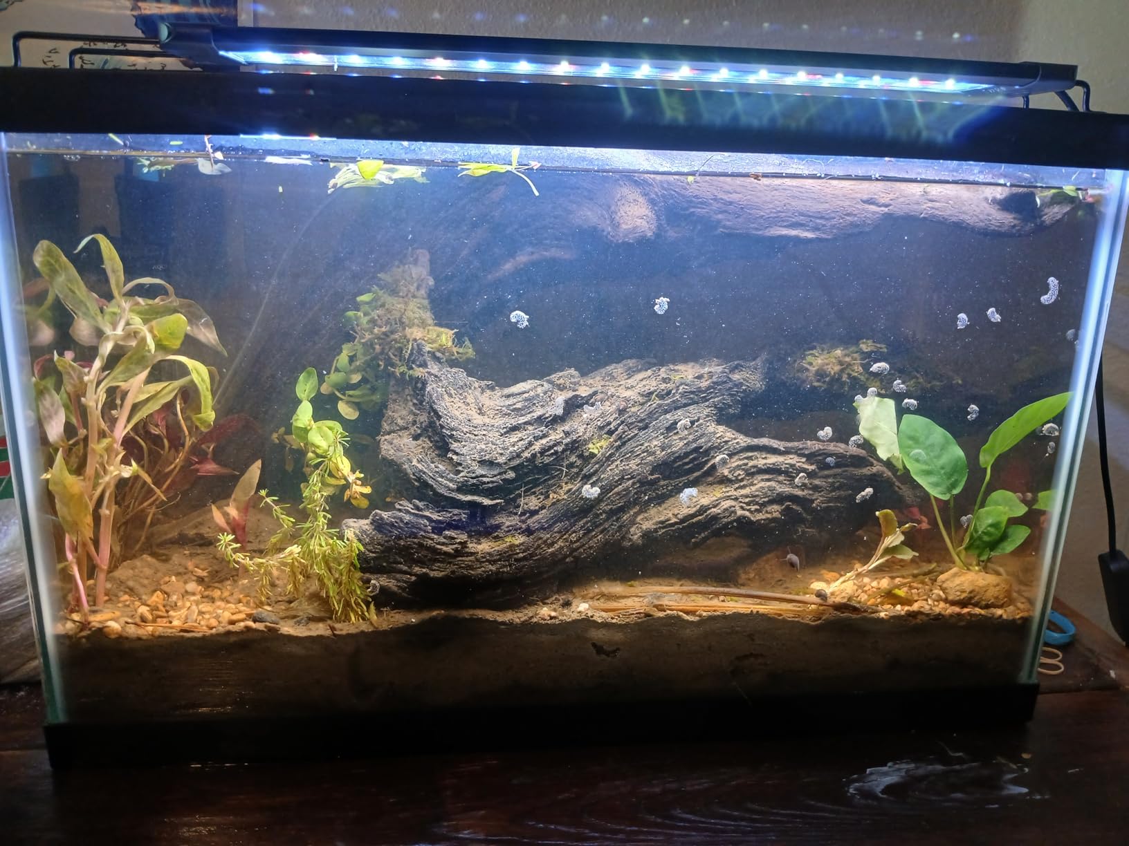 Pawfly 11W Aquarium LED Light for 12 to 18 Inch Fish Tanks Extendable Fish Tank Light with Full Spectrum Brilliant White Blue Red Lights with Daytime & Night Modes and Adjustable Brightness customer photo 1