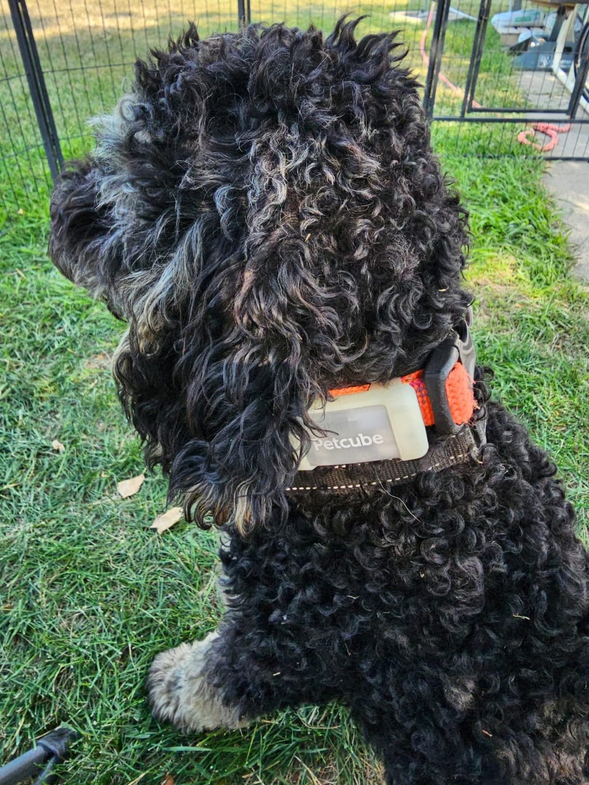 Petcube GPS Tracker customer photo 1