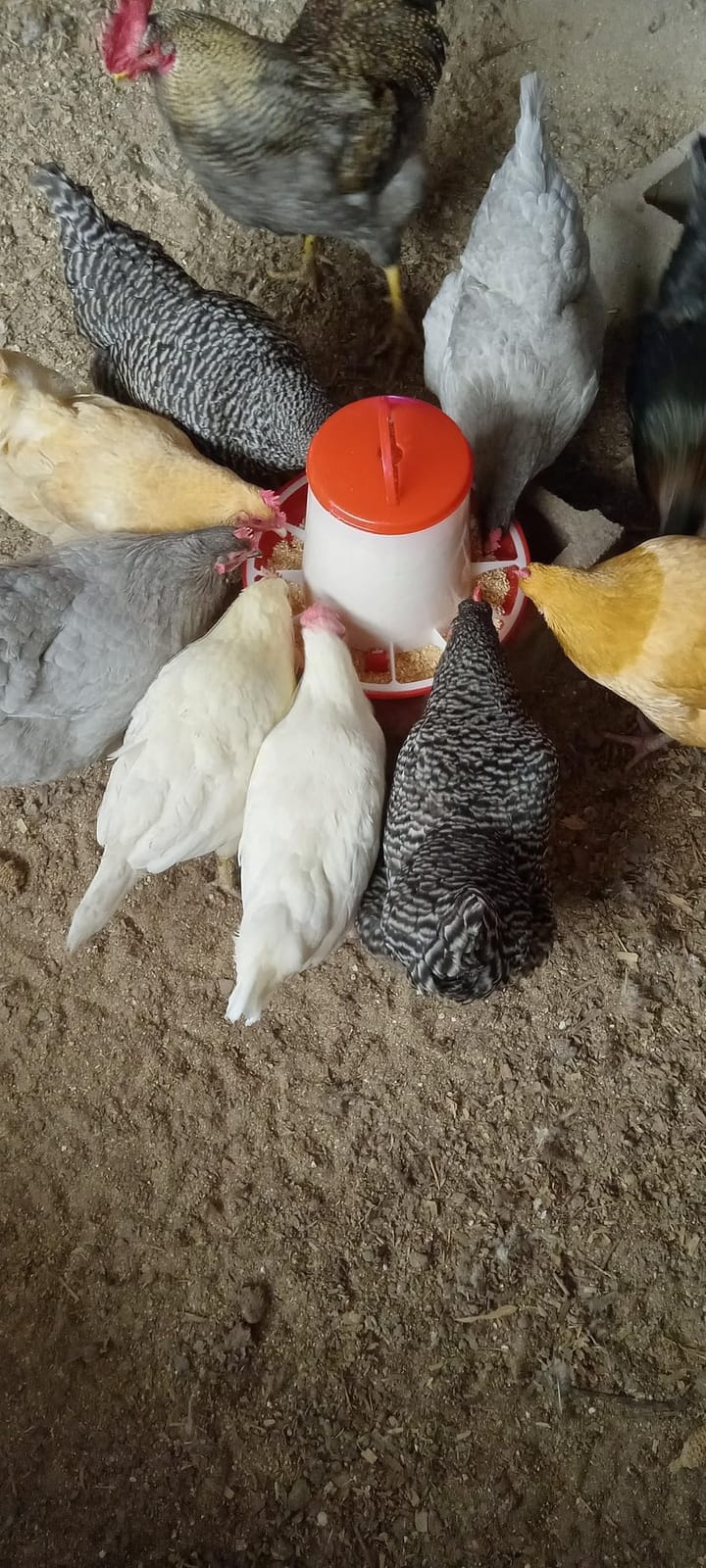Large Chicken Feeder 5-Pound Capacity for All Poultry | Durable Feeding Container with Carrying Handle for Chickens, Ducks, Turkeys, Quail, Baby Chicks, Turkeys and More customer photo 2