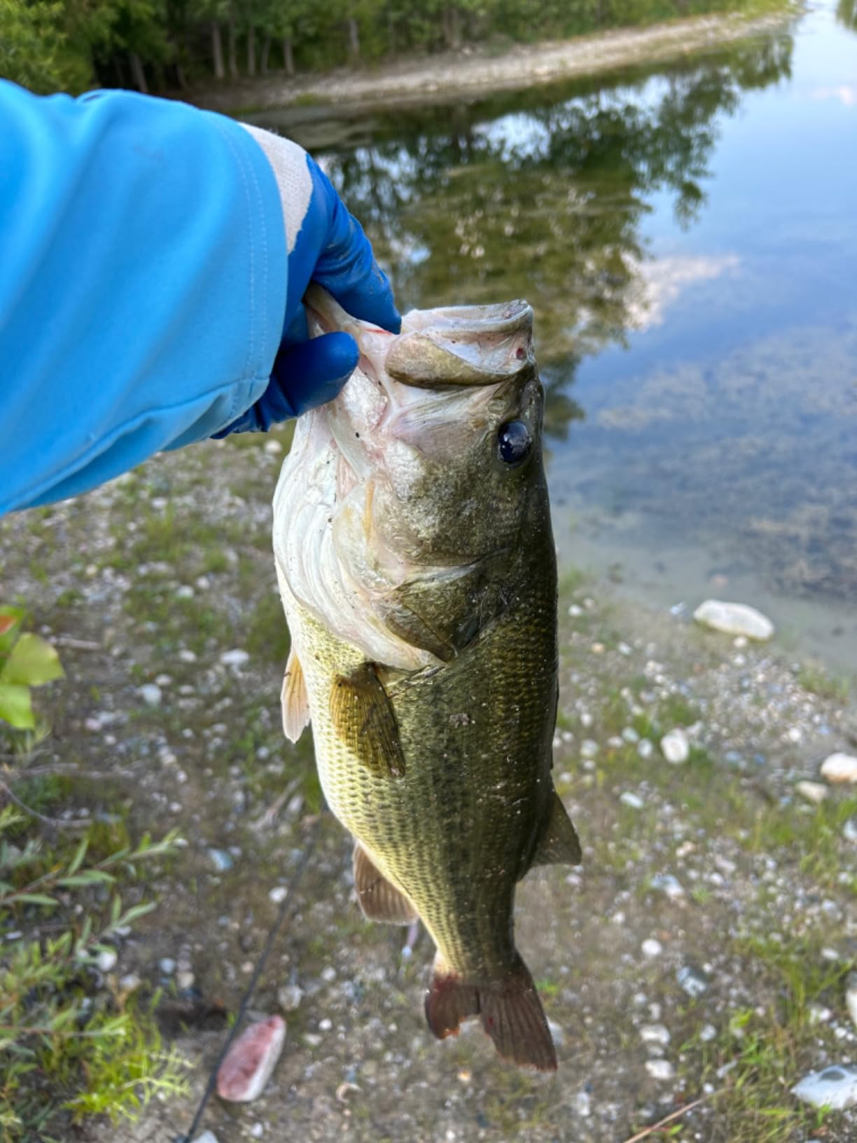 Berkley PowerBait CullShad Fishing Soft Bait customer photo 1