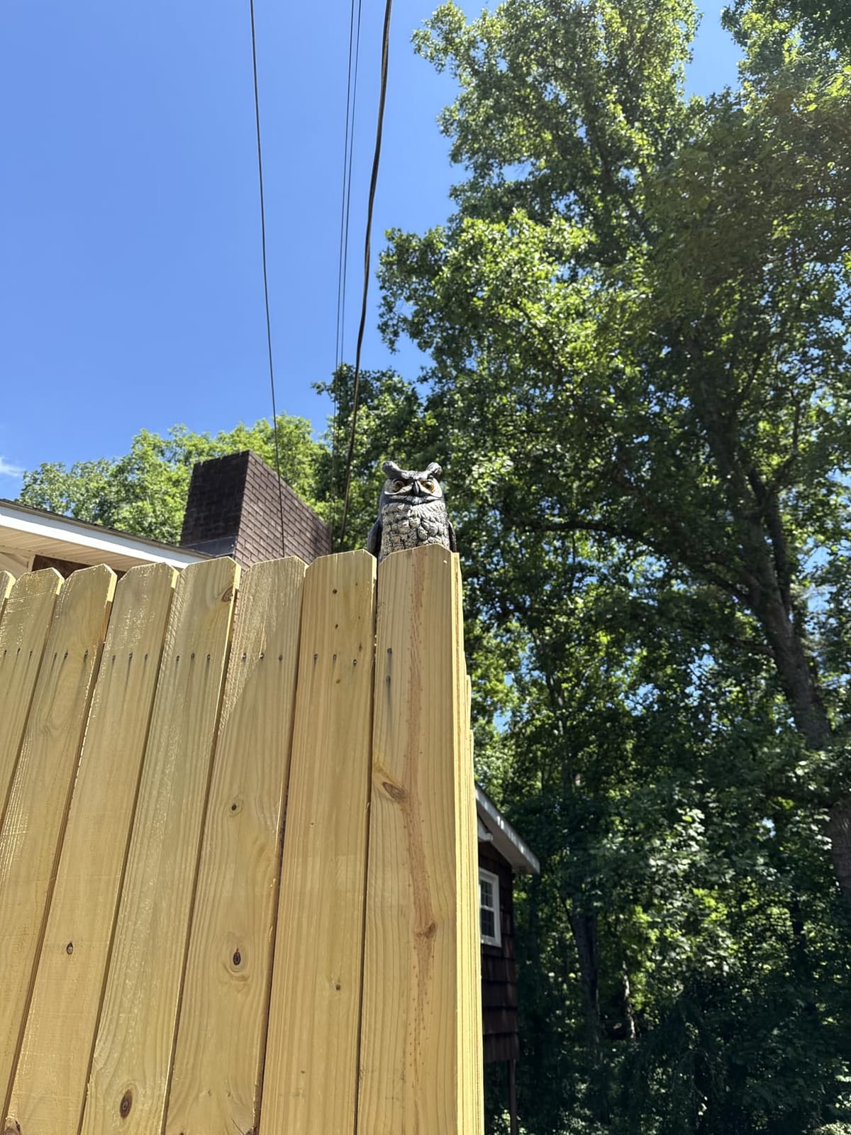 Dalen Lifelike Great Horned Owl Decoy Bird Repellent - 16-in Hand-Painted customer photo 1