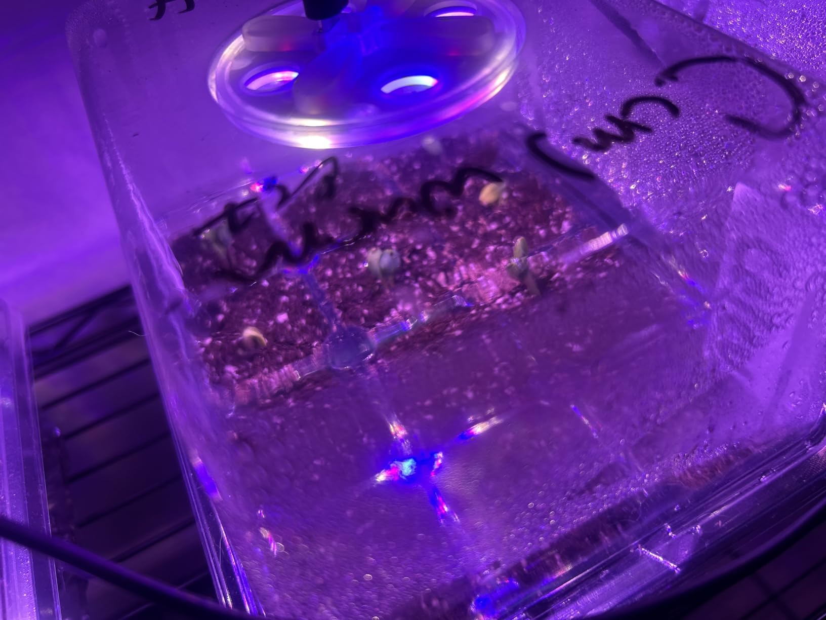 Bonviee Seed Starter Trays with 12-LED Grow Lights, Clear, 5 Pack customer photo 2