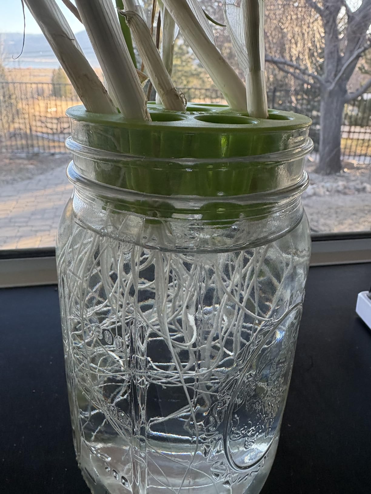 Sprouting Jar Kit - 2 Wide-Mouth Mason Jars with Stand and Sprout Lids customer photo 1