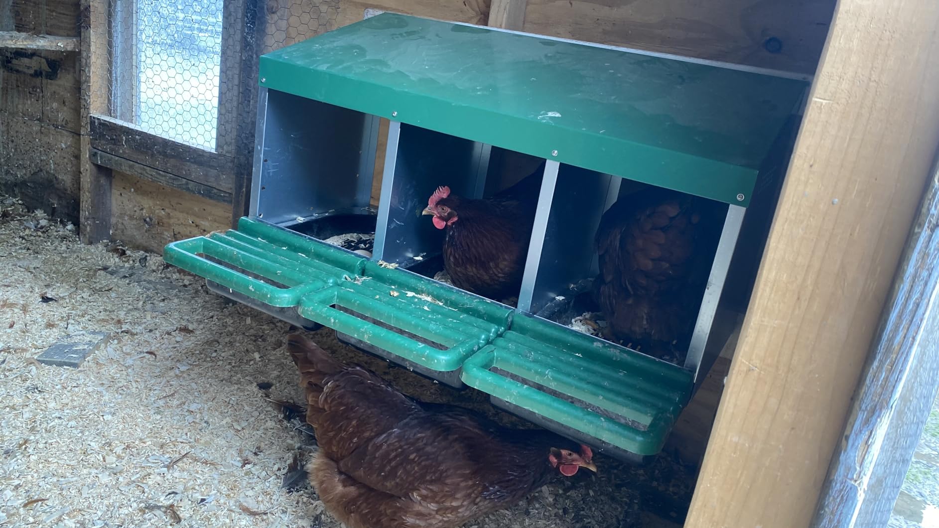 Eggluuz Chicken Nesting Box, 3 Compartments Chickens Egg Laying Nest Boxes for Hens Green customer photo 1