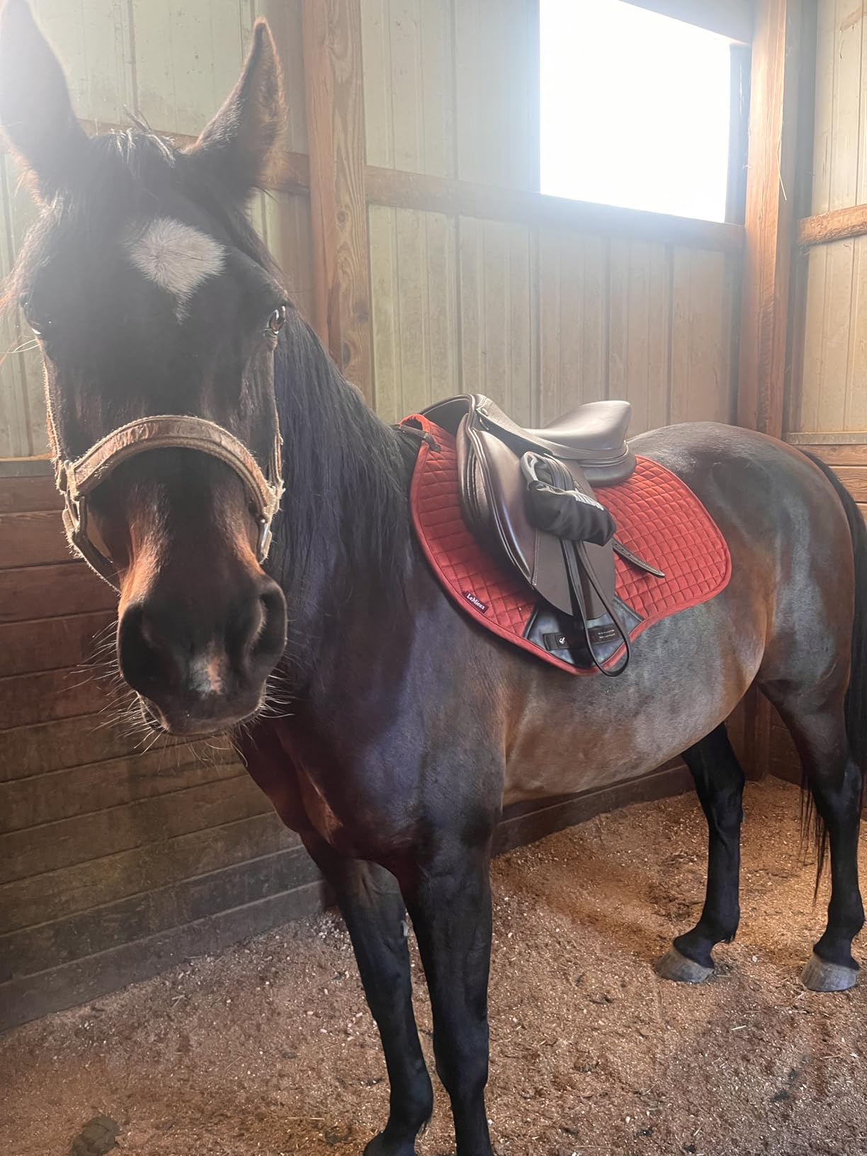 Henri de Rivel Novice Club Close Contact Saddle – Beginner Jumping Saddle with Flatter Seat, Padded Flaps & Knee Rolls customer photo 1