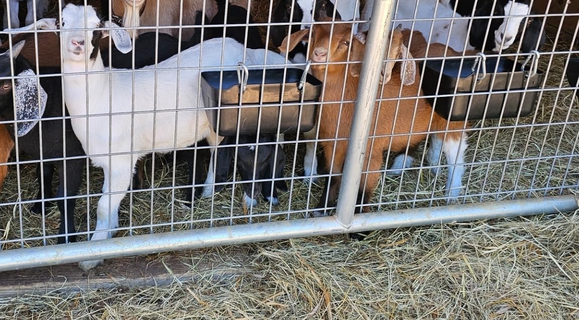 Goat Feeders Hanging Poultry Feeder Trough for Livestock, 6*3.5 Quart Black customer photo 1