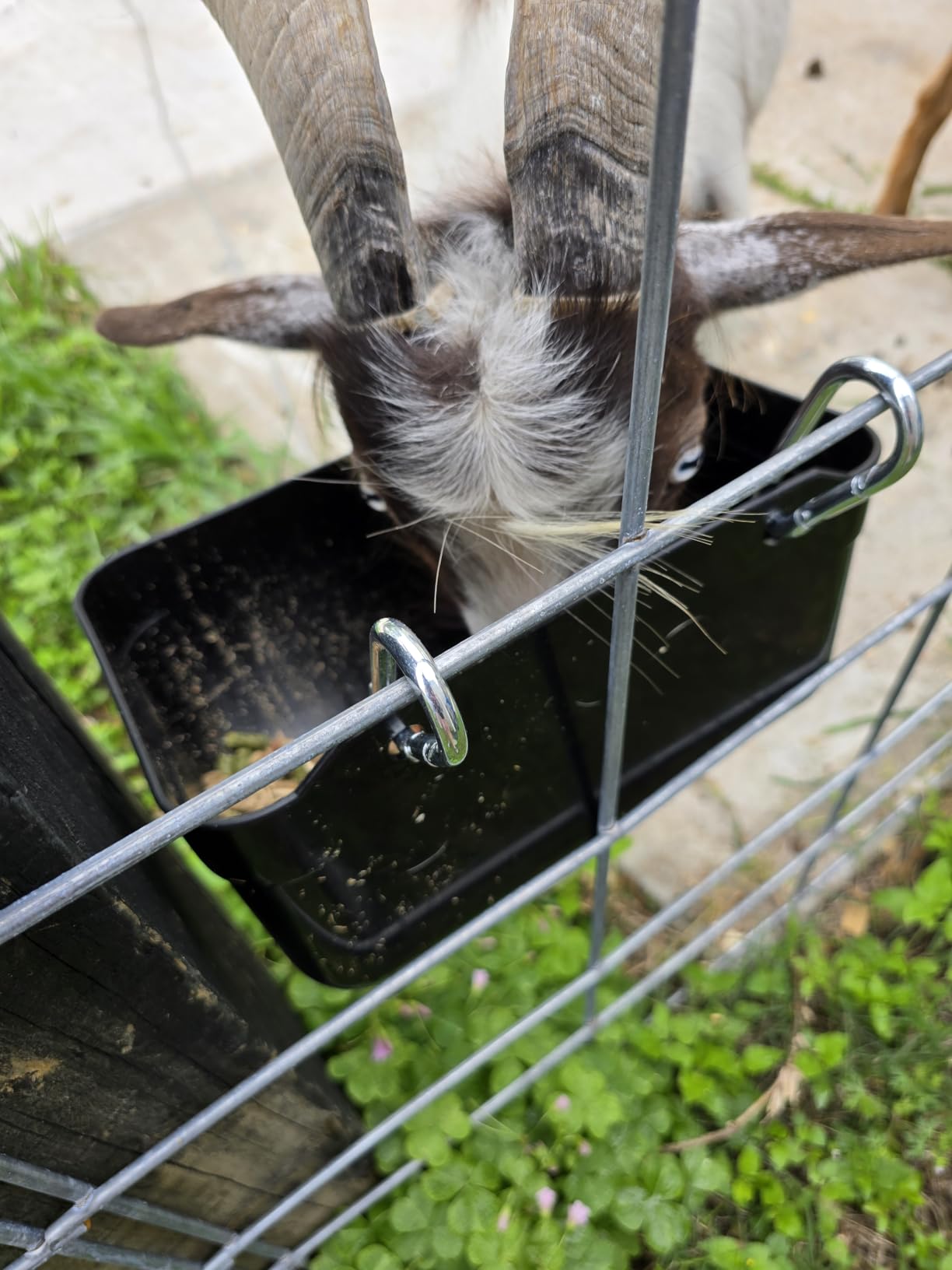 Goat Feeders Hanging Poultry Feeder Trough for Livestock, 6*3.5 Quart Black customer photo 2