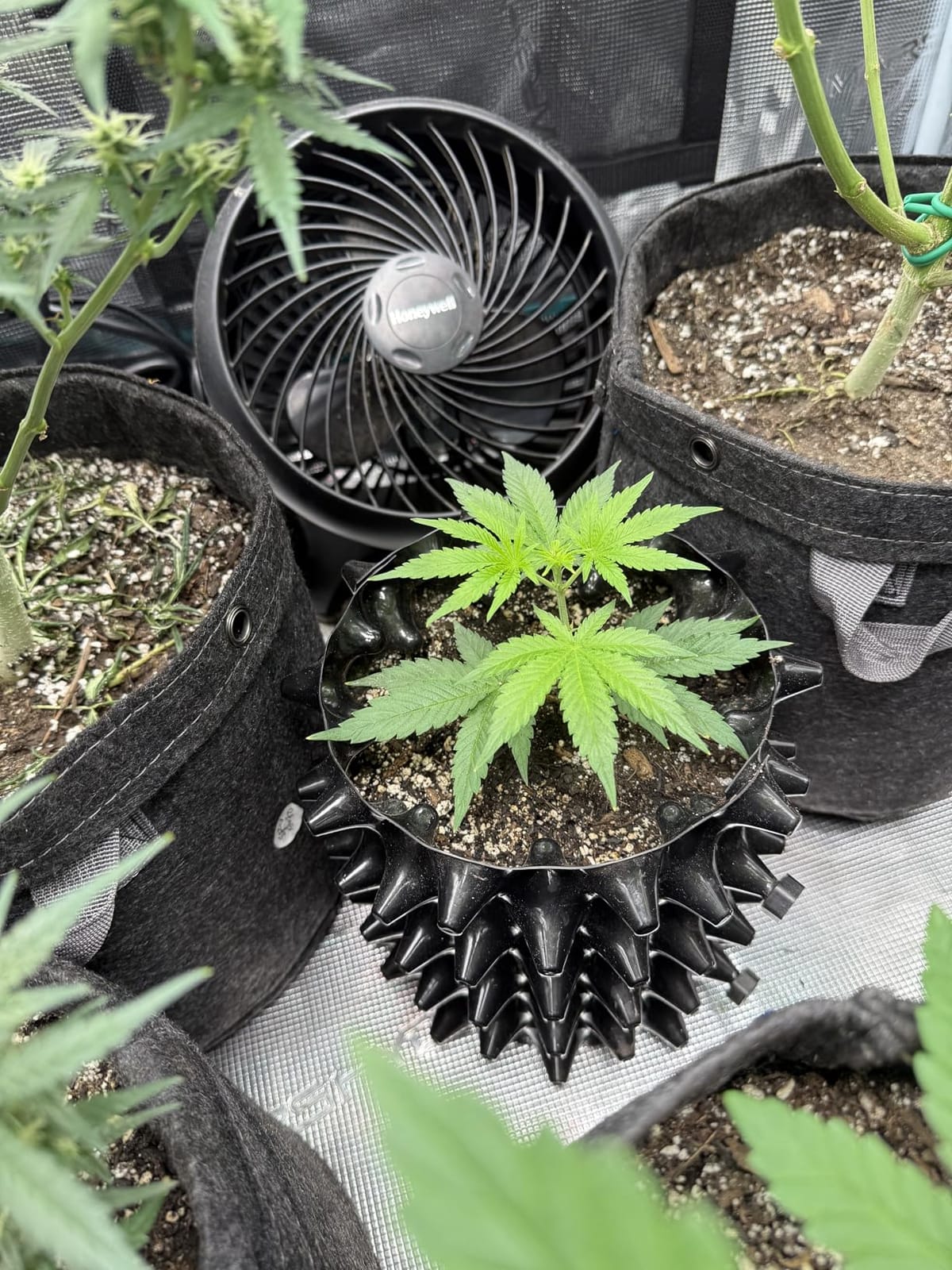 RooTrimmer 1 Gallon Air Pruning Containers, New Plastic Nursery Pots, Fruit Vegetable Garden Self-Planting Pots, Black (1G-10P) customer photo 1