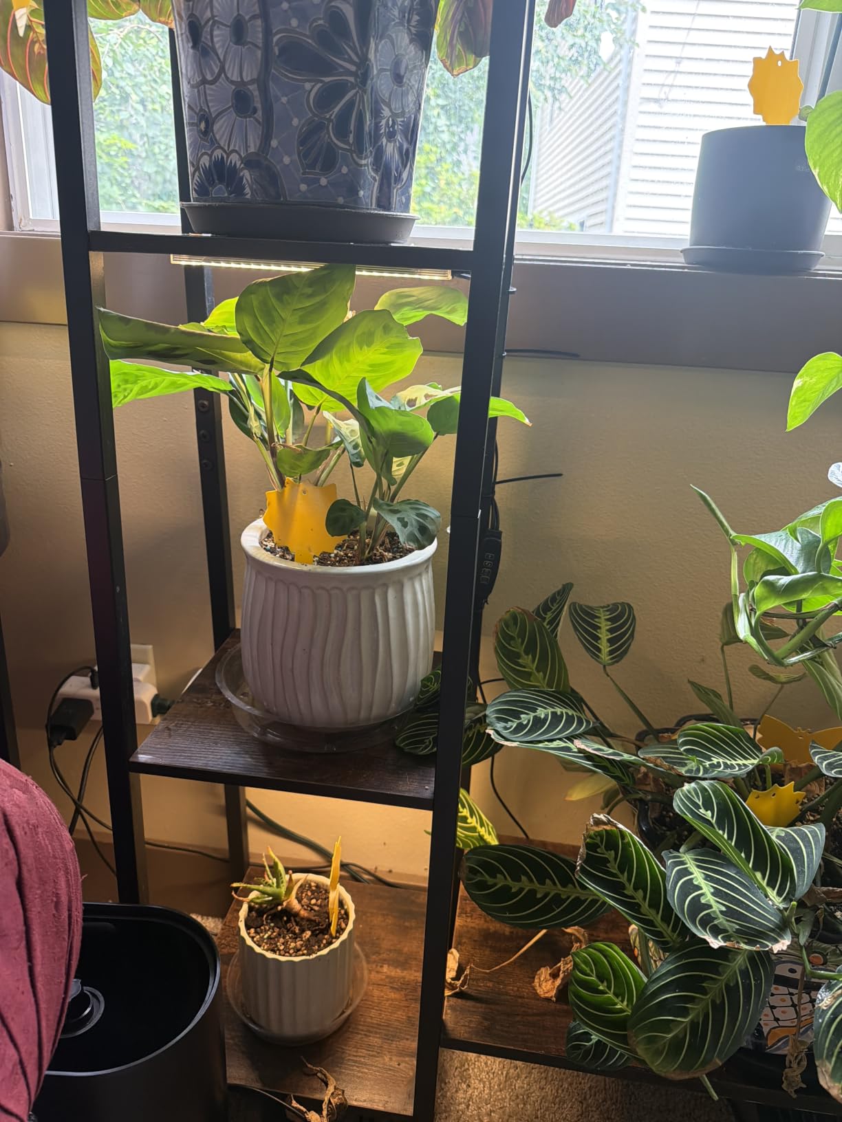 BACEKOLL Plant Stand with Grow Lights 6 Tier 55