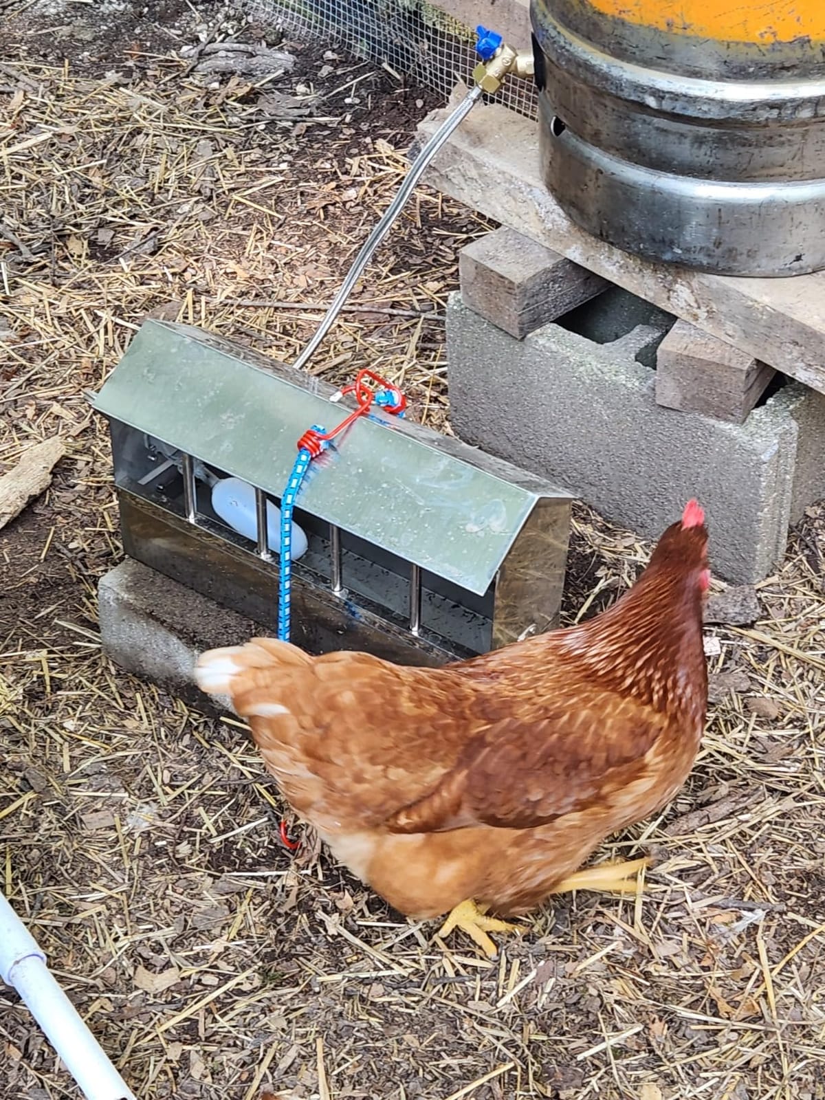 Automatic Chicken Waterer Stainless Steel Large Metal Chicken Waterer System Poultry Waterer Dispenser with Float Valve Kit Hose Accessories for Pigeon, Duck, Goose customer photo 2