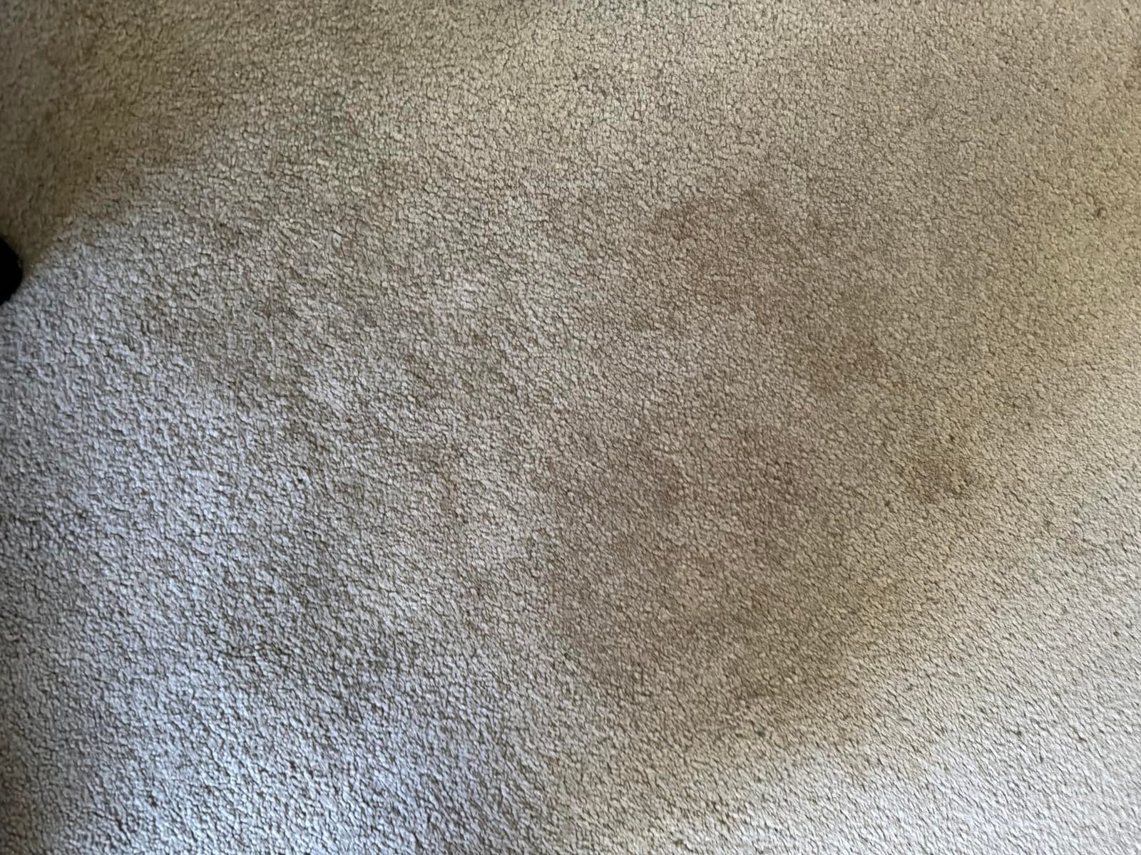 Carbona 2-in-1 Oxy-Powered Carpet Cleaner (13.5 Fl Oz), Spot Cleaner with Dual Sponge & Bristle Applicator for Targeted Cleaning, Fast Formula customer photo 2