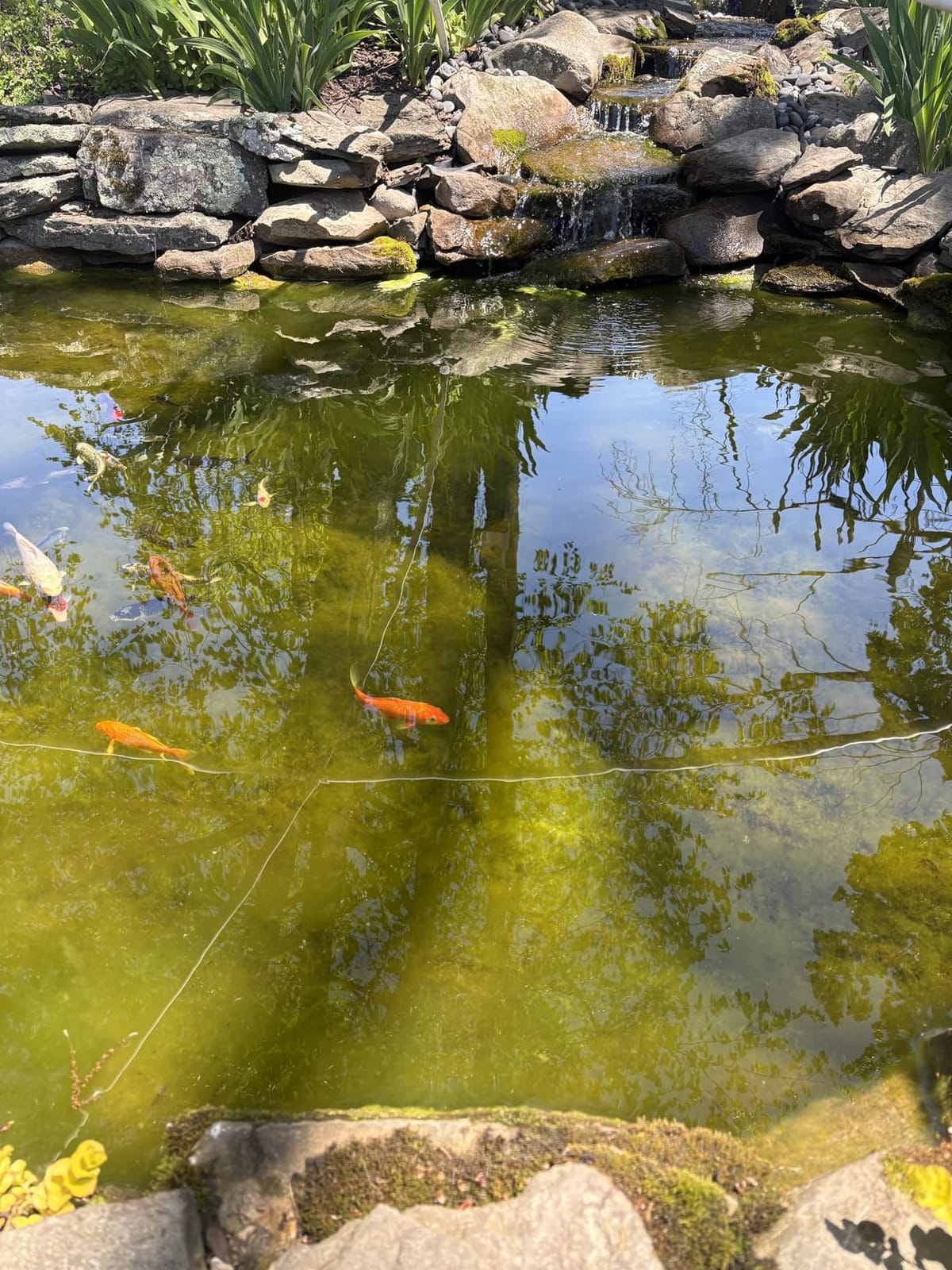 18W Aquarium UV Light for 100-1000 Gallon, UV Pond Water Clarifier for Koi Pond, Swimming Pool, Spa, Large Fish Tank, Cold Plunge UV Light for Pond Algae Control customer photo 2