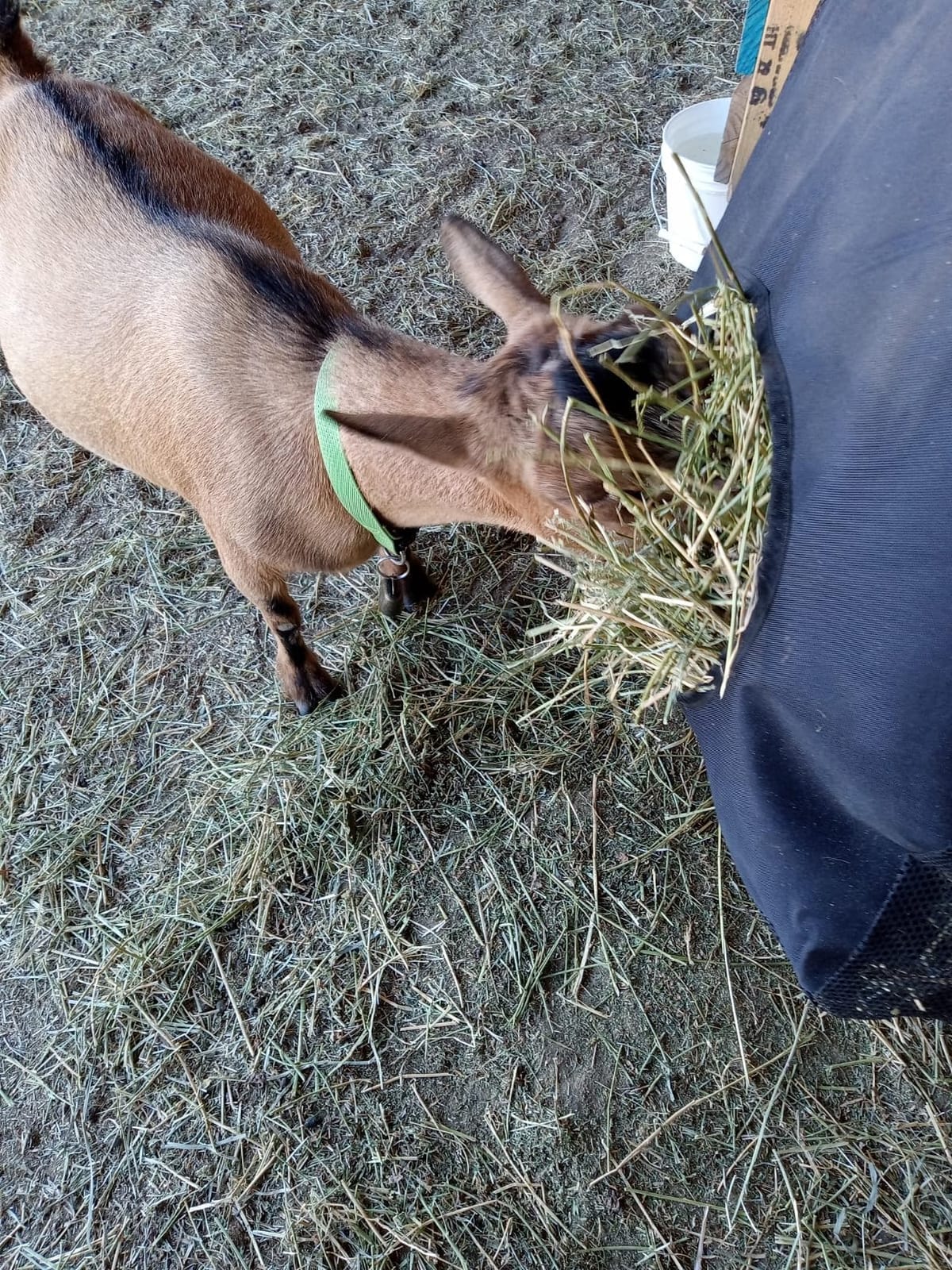 Hay Bag Hanging Goat Feeder Tote with Adjustable Strap customer photo 2