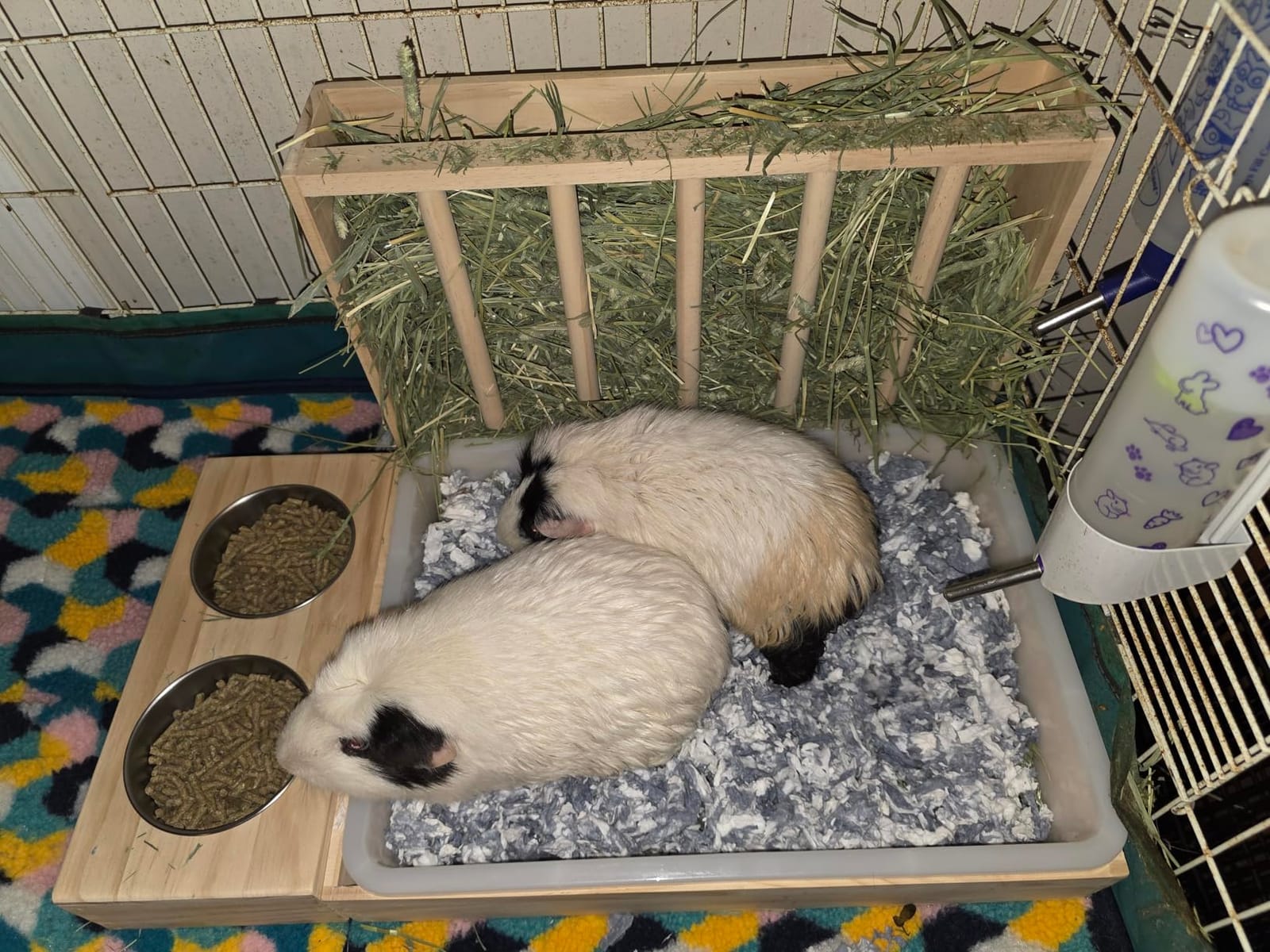 BESNEW 3 in 1 Rabbit Hay Feeder with Litter Box,Wooden Hay Feeder with 2 Bowls & Litter Box for Guinea Pig Chinchilla Bunny Other Small Animals,Large Capacity & Preventing Waste customer photo 1