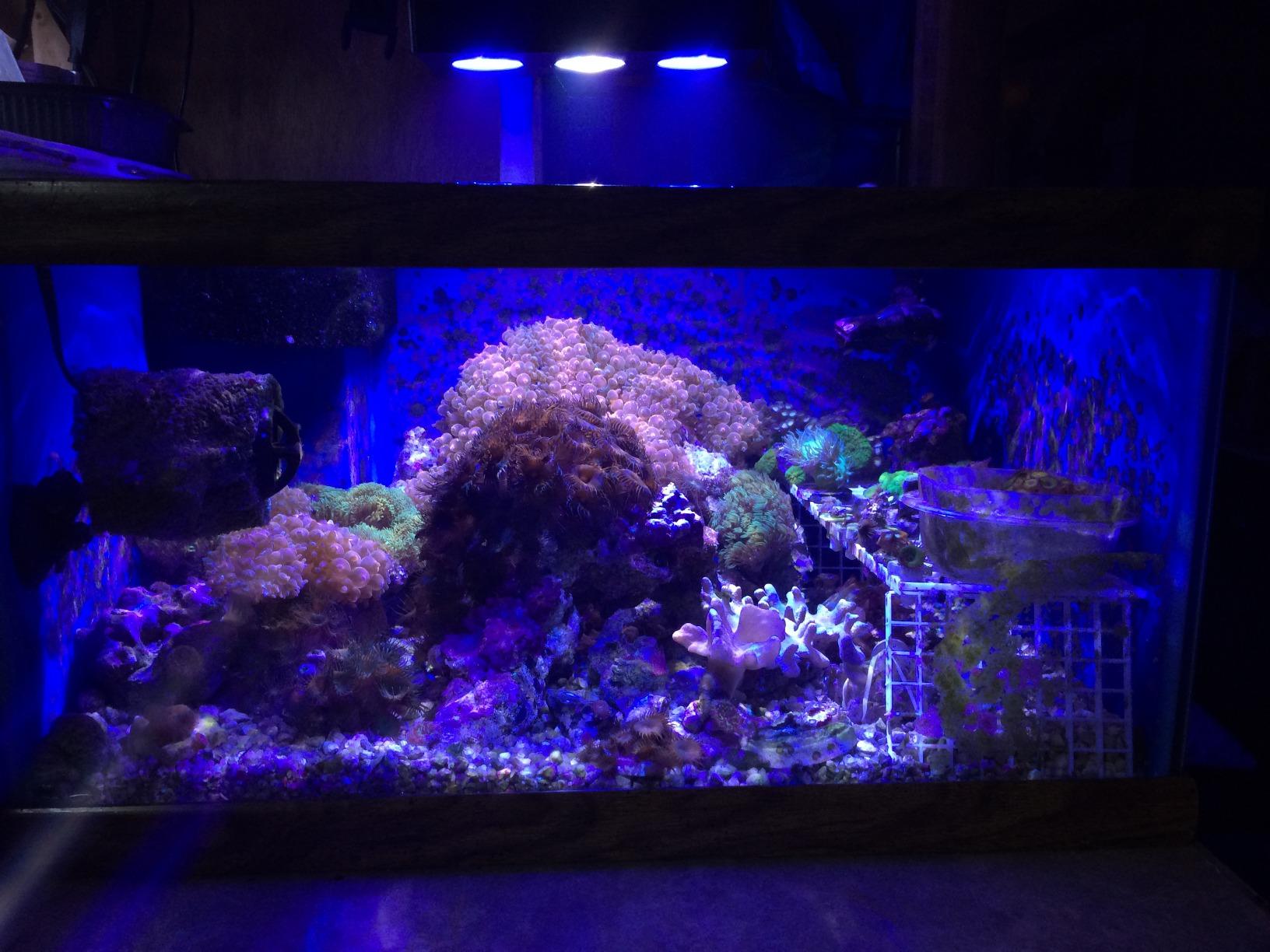 A036 5rd Reef Tank Light 36 Watts Saltwater Light with Touch Control, Reef Lights for Coral Reef Nano Fish Tank Marine Tanks with Timer & Screen customer photo 2