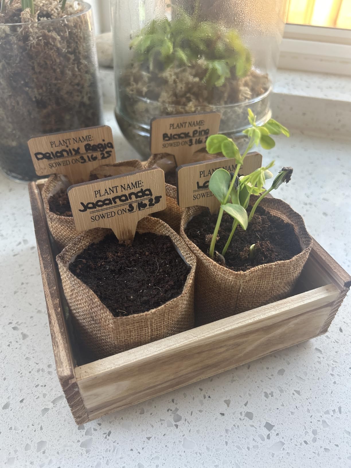 LUOJIBIE Bonsai Tree Kit for Beginners & Plant Lover | Unique Christmas, Birthday, White Elephant Gifts for Women, Men, Boys & Girls customer photo 2